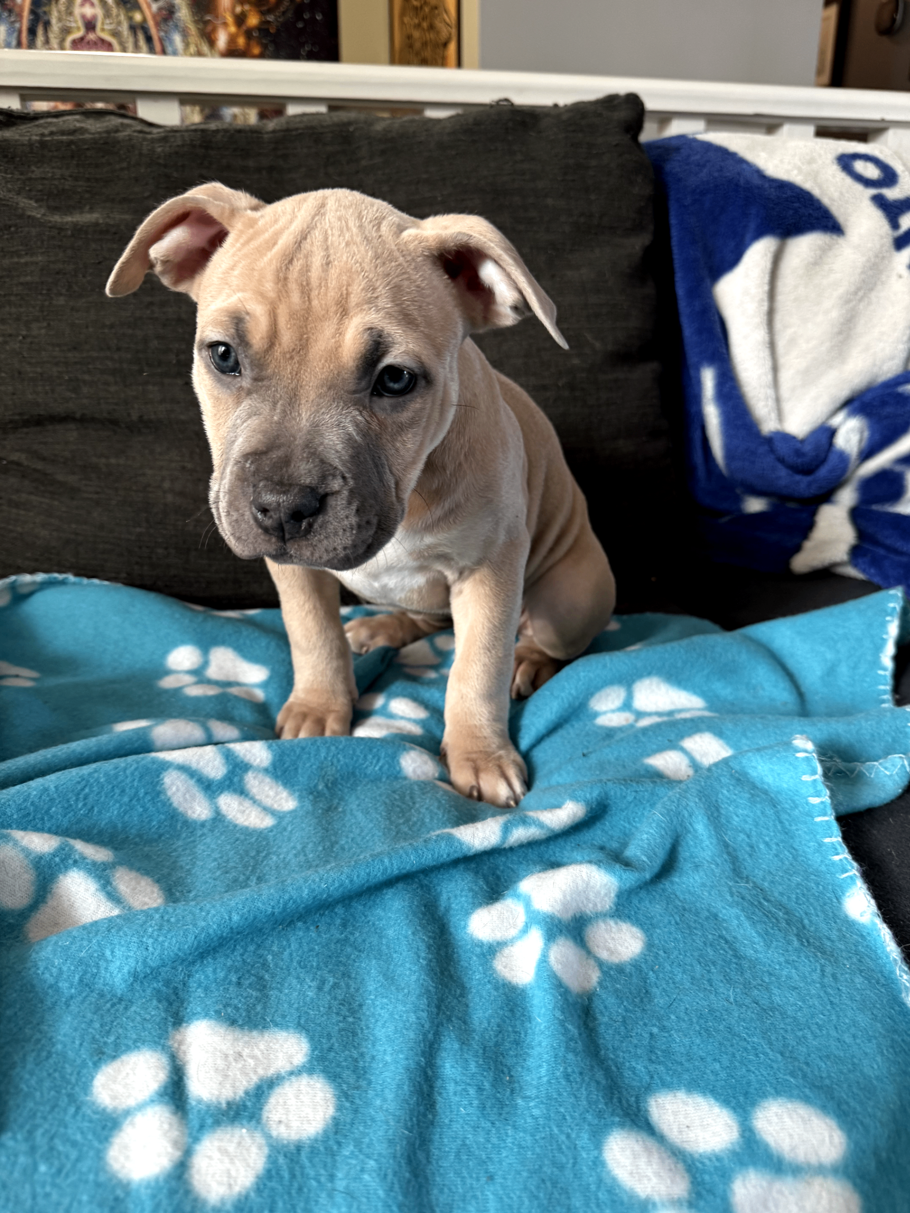 American Bully puppies  - 3 - 1764677311975_1000002482