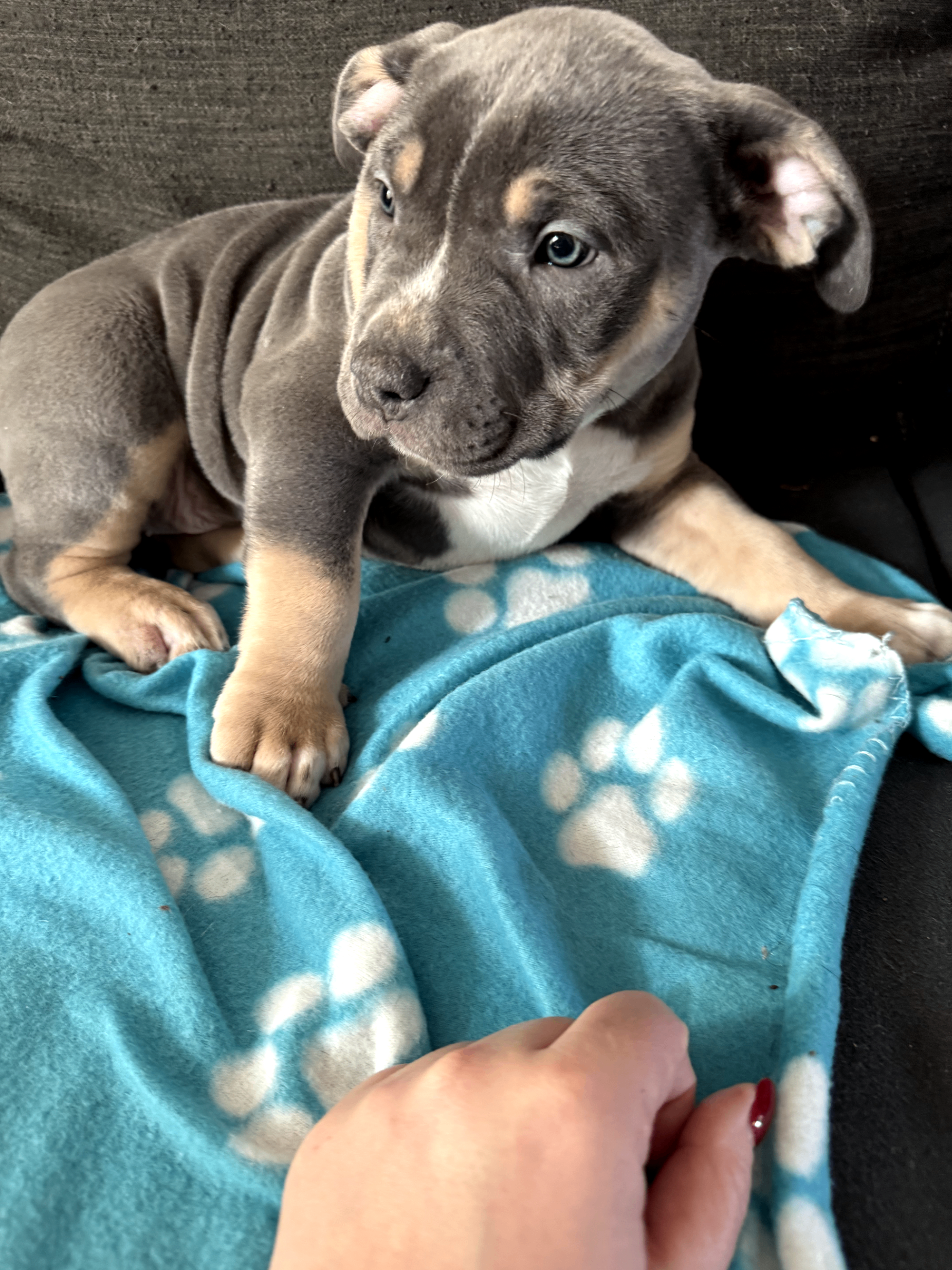 American Bully puppies  - 4 - 1764677314025_1000002478