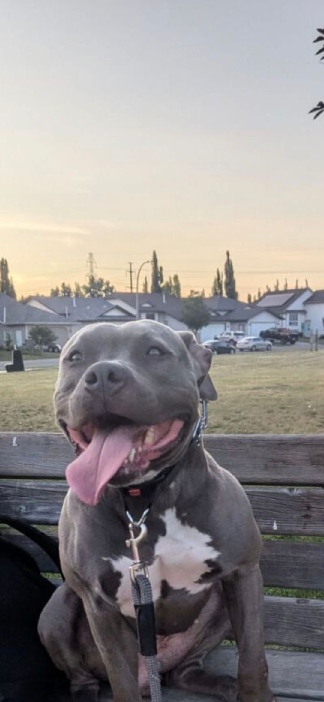 American Bully puppies  - 14 - 1764677356734_1000002154