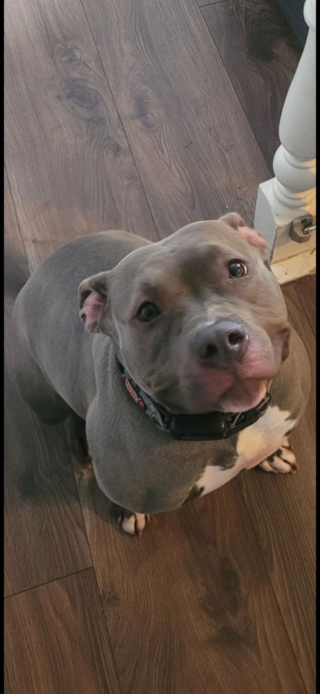 American Bully puppies  - 13 - 1764677356755_1000002334