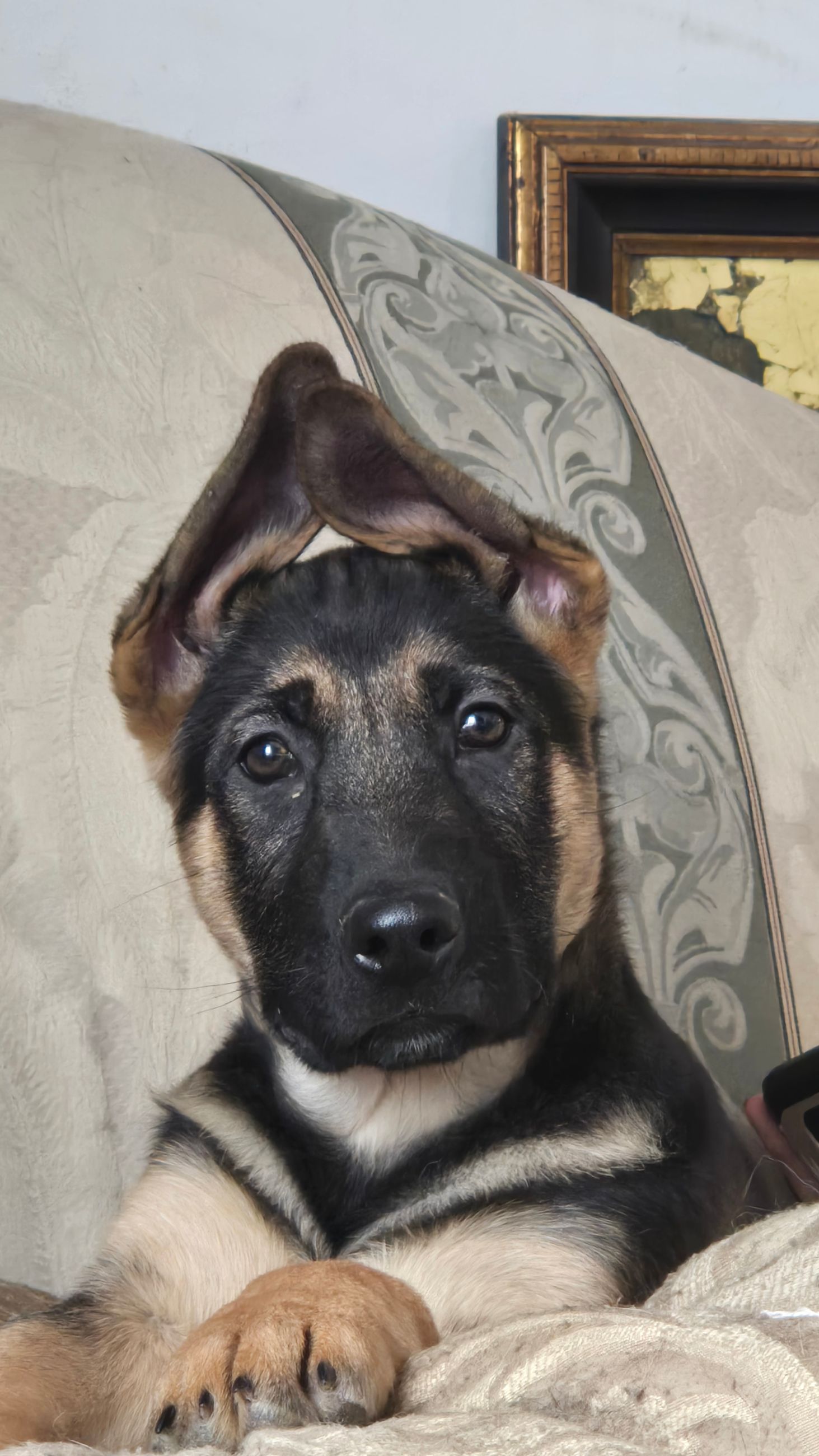 Photo of  German Shepherd cross pups 