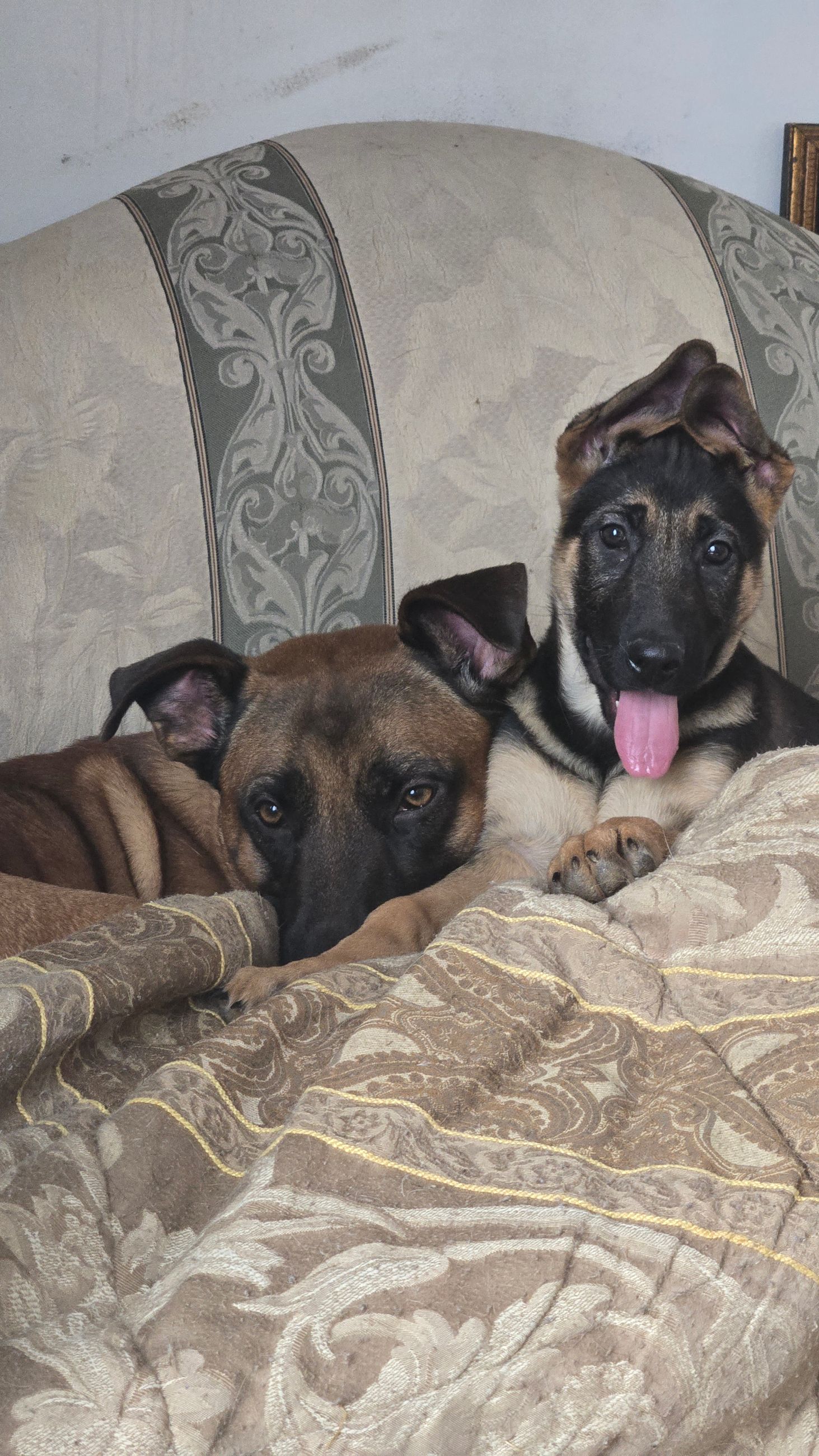  German Shepherd cross pups  - 3 - 1764711454439_1000021325