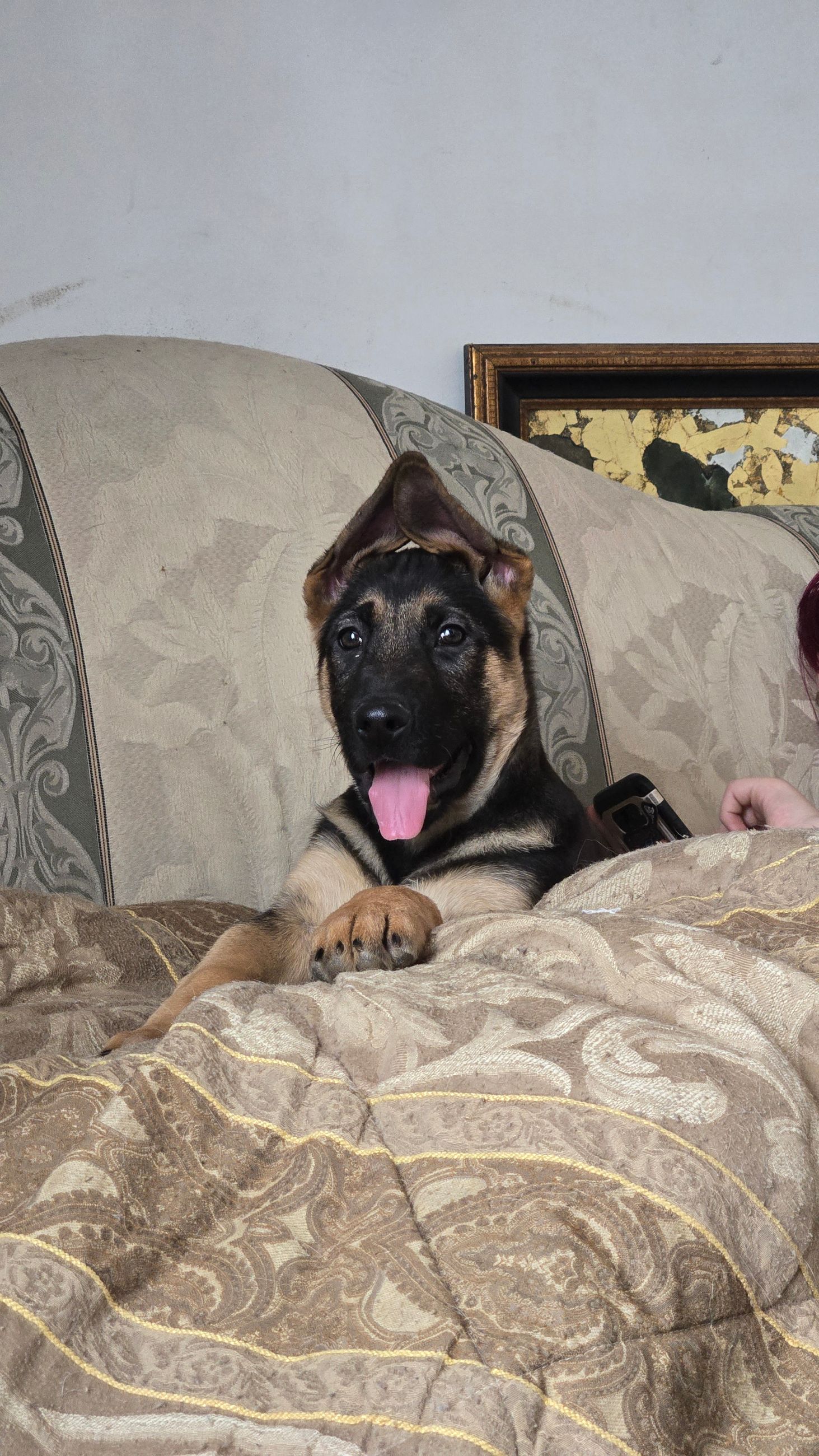  German Shepherd cross pups  - 2 - 1764711454440_1000021327