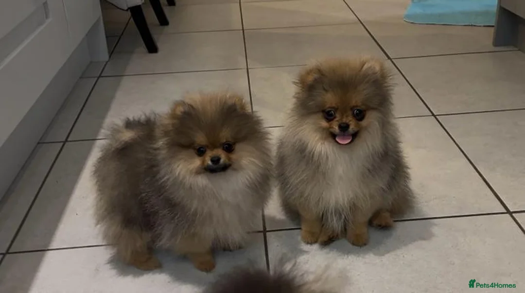 Photo of My lovely little Pomeranian has had 6 beautiful puppies