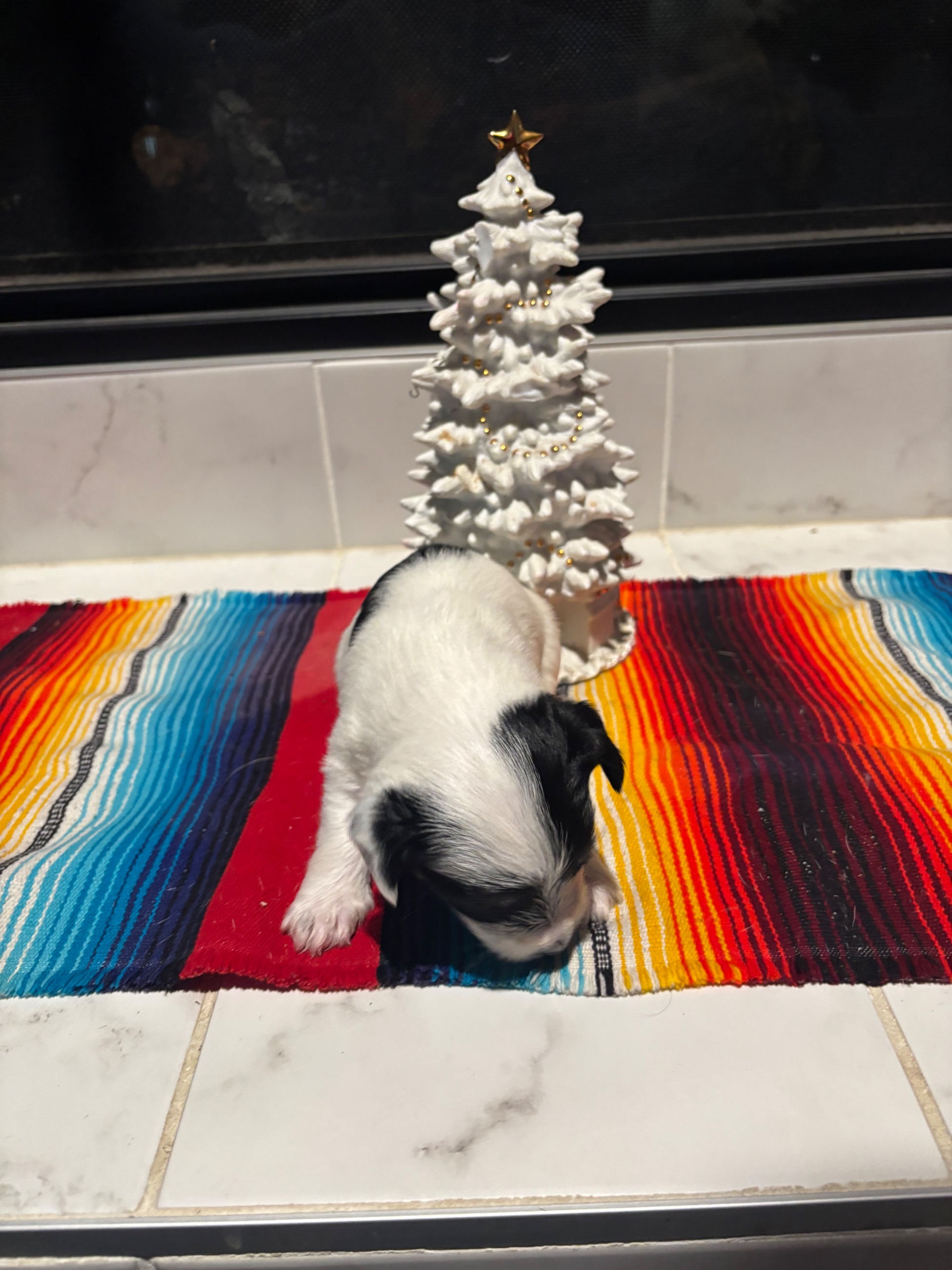 Yorkie puppies - 7 - 1764789357731_IMG_9075