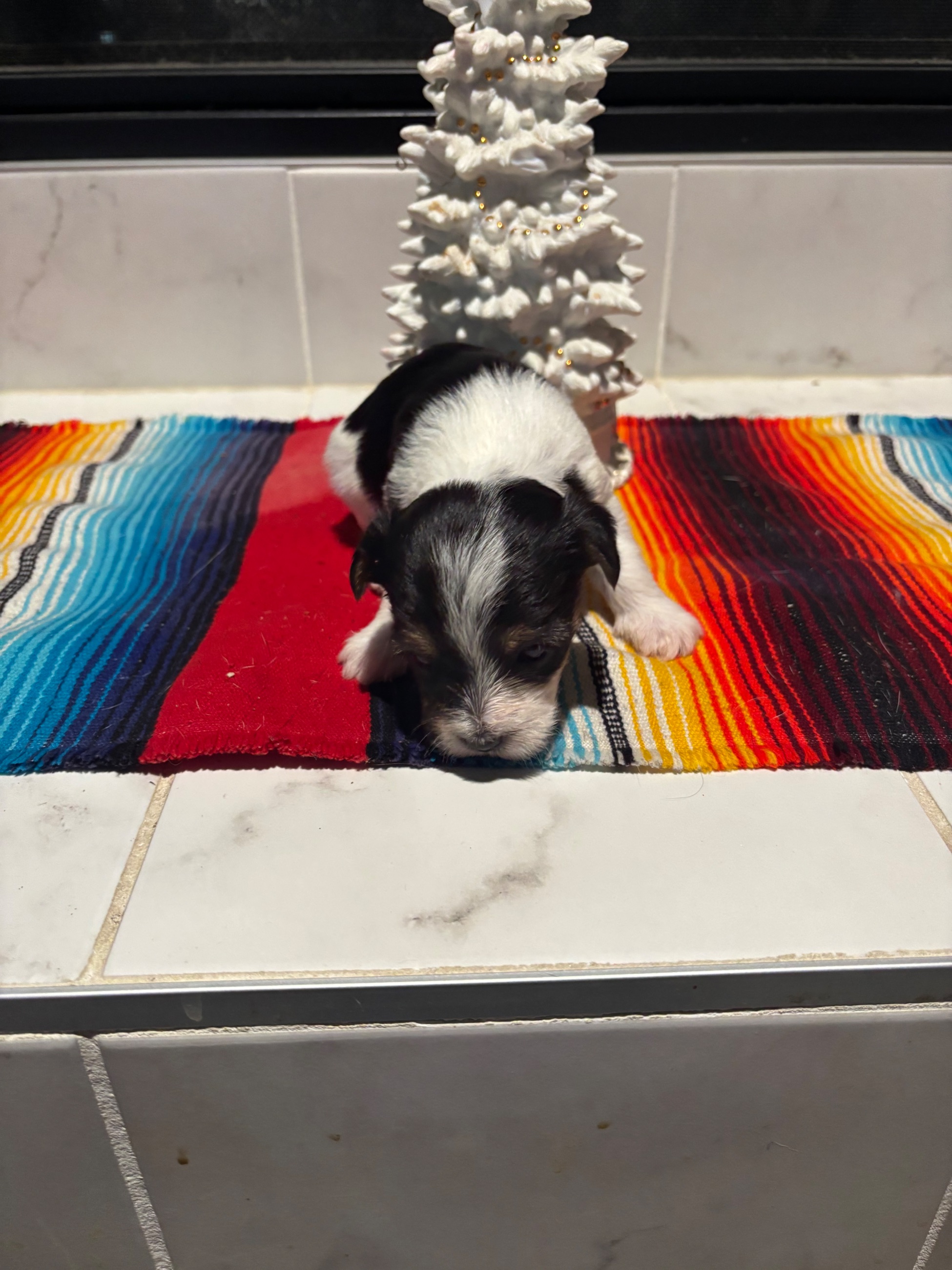 Yorkie puppies - 8 - 1764789358166_IMG_9073