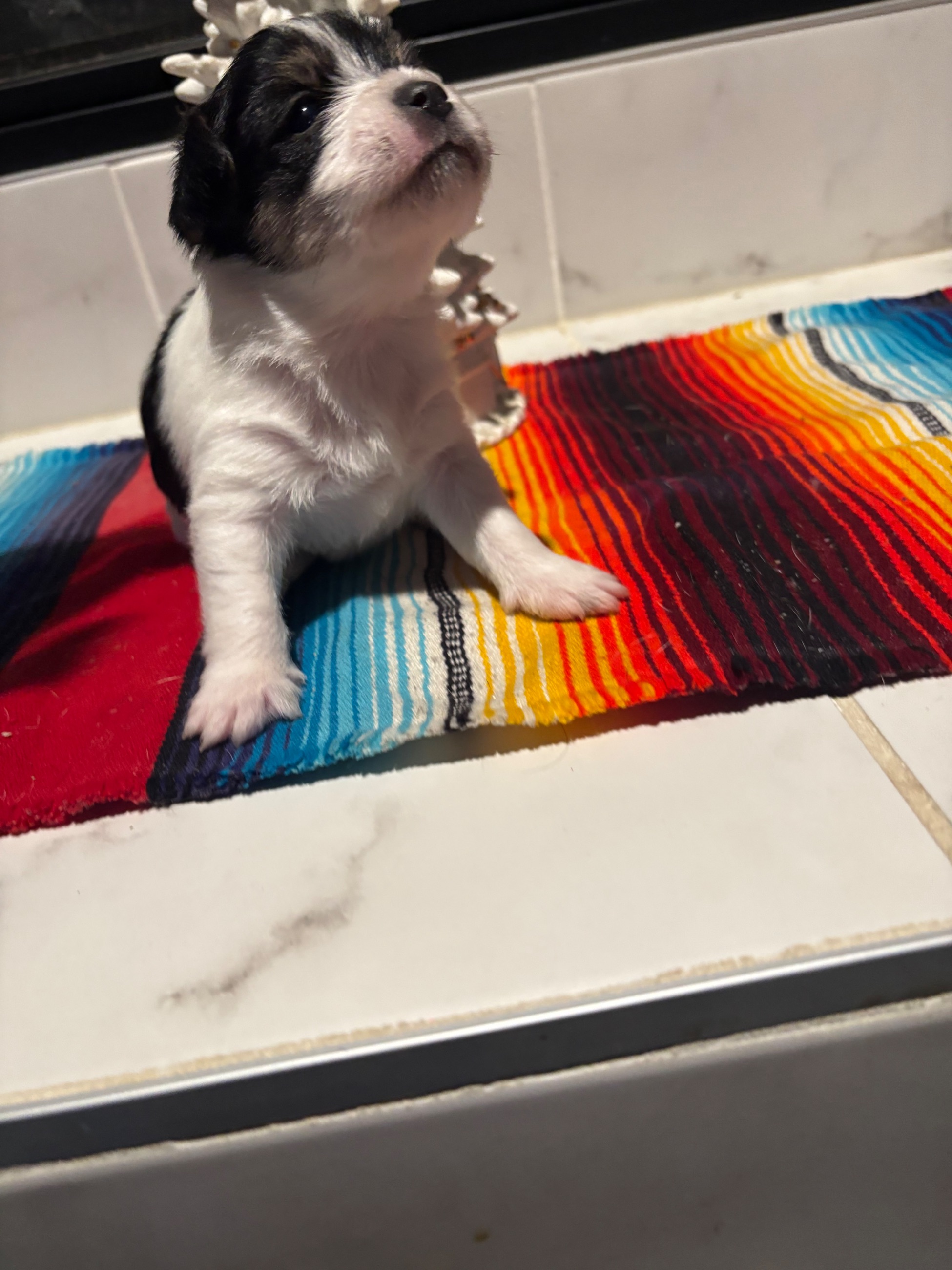 Yorkie puppies - 6 - 1764789358598_IMG_9078