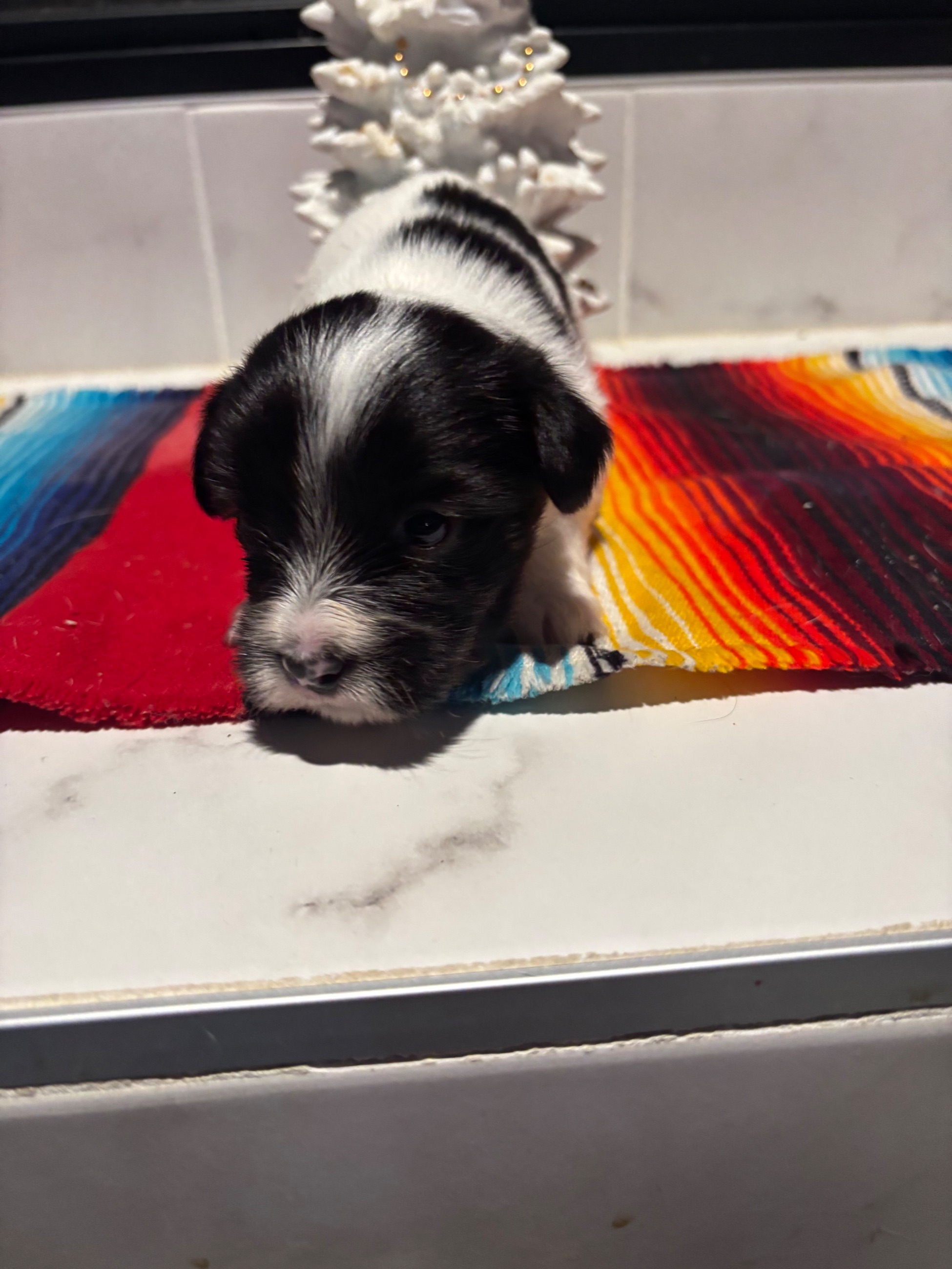 Yorkie puppies - 5 - 1764789359026_IMG_9080