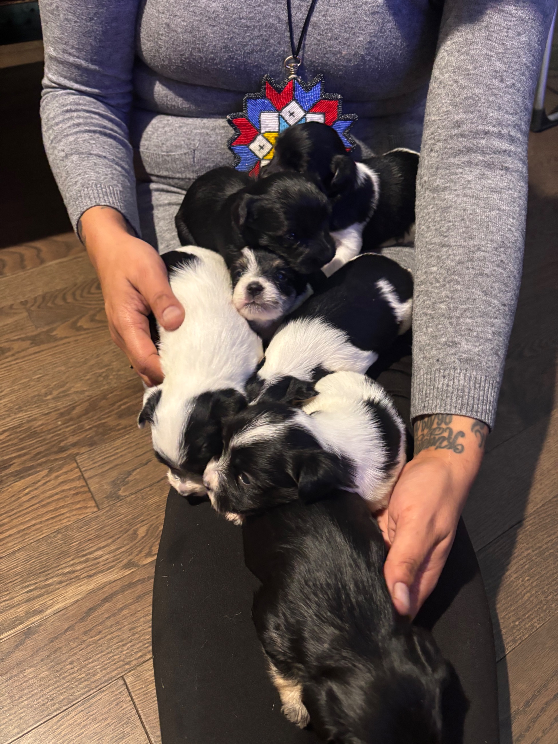 Yorkie puppies - 9 - 1764789726259_IMG_9087