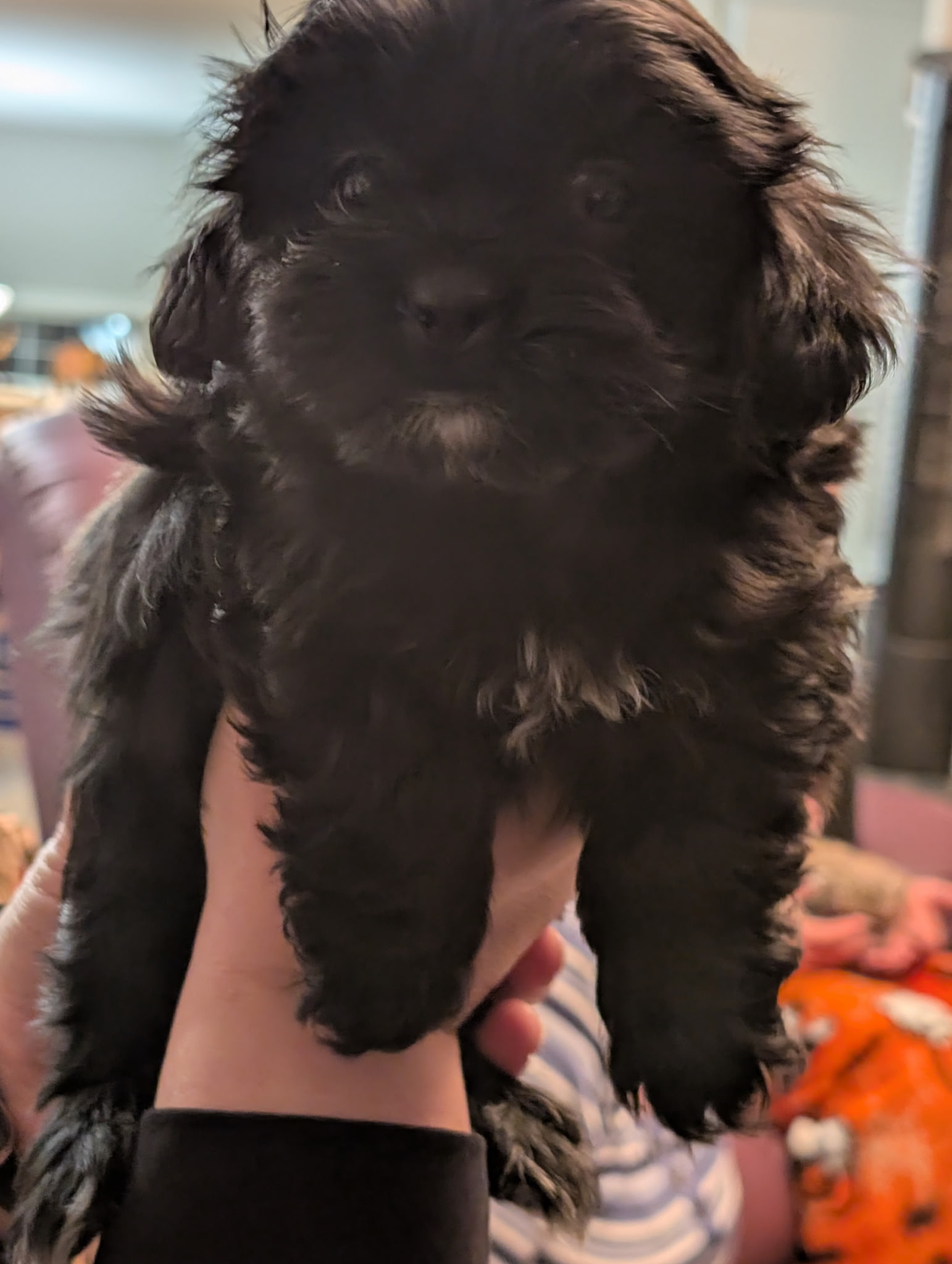 Peek-a-tzu for sale - 3 - 1764791625494_2303683243773643962