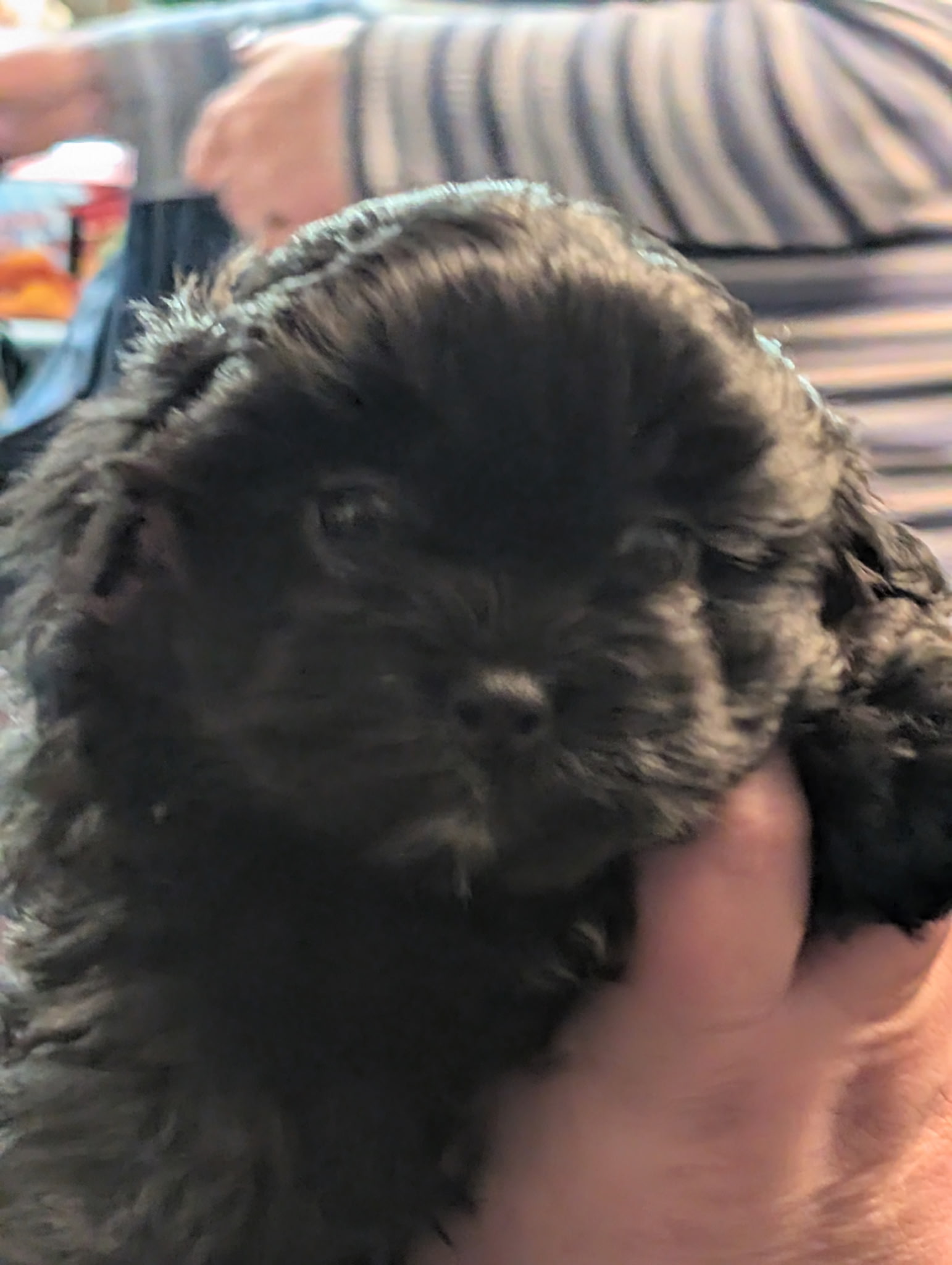 Peek-a-tzu for sale - 5 - 1764791625494_7286551224566965917