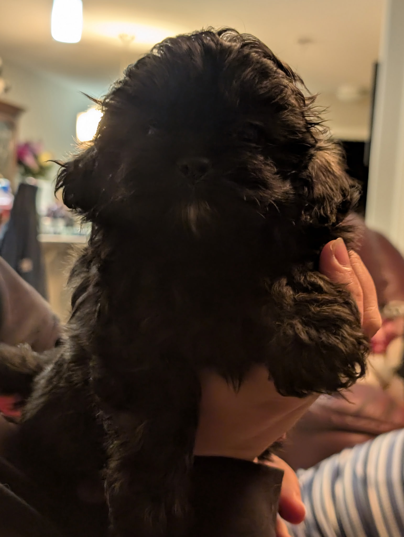 Peek-a-tzu for sale - 4 - 1764791625494_8175134958062646409