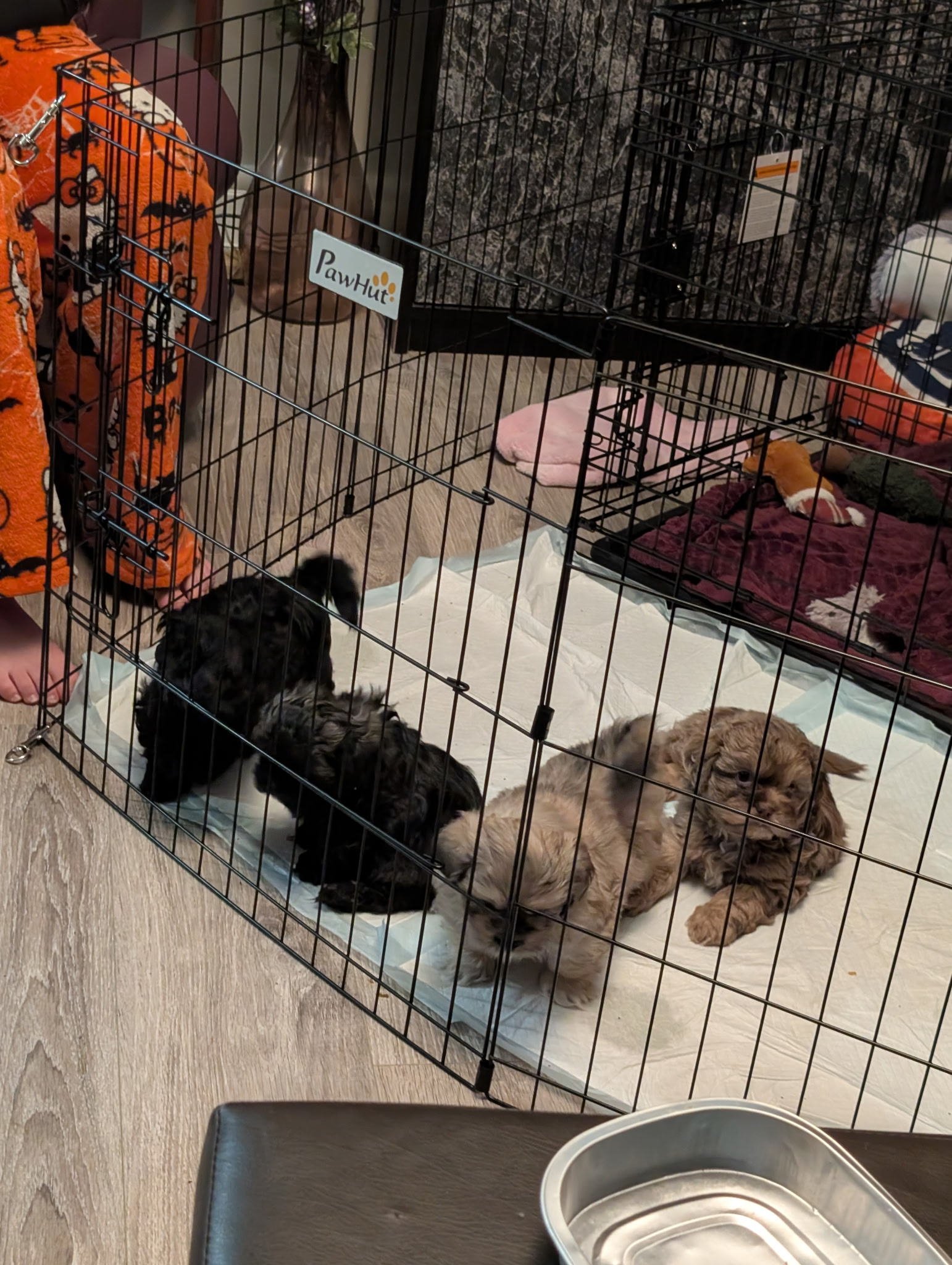 Peek-a-tzu for sale - 2 - 1764791626144_5448517187475315674