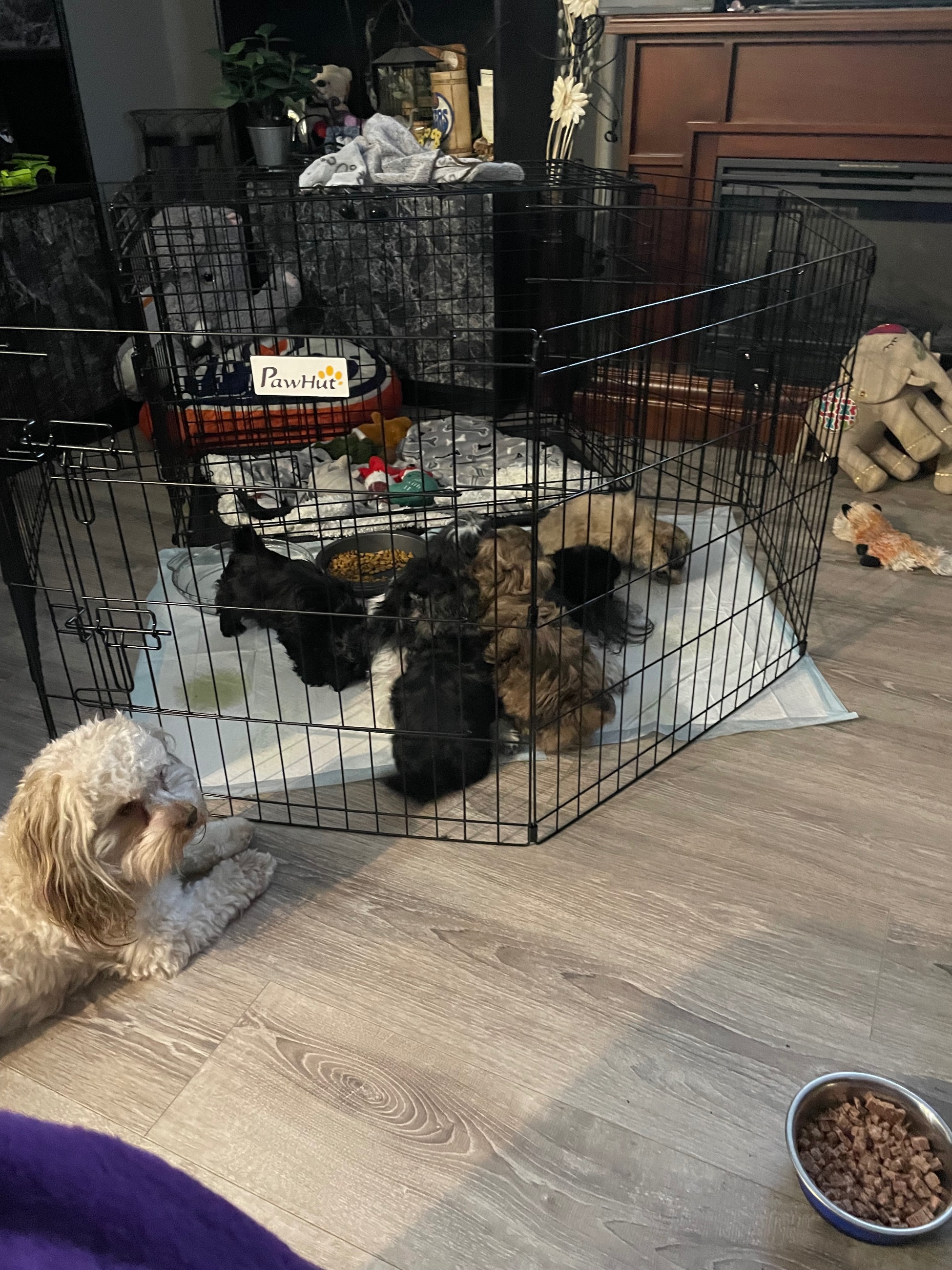 Photo of Peek-a-tzu for sale