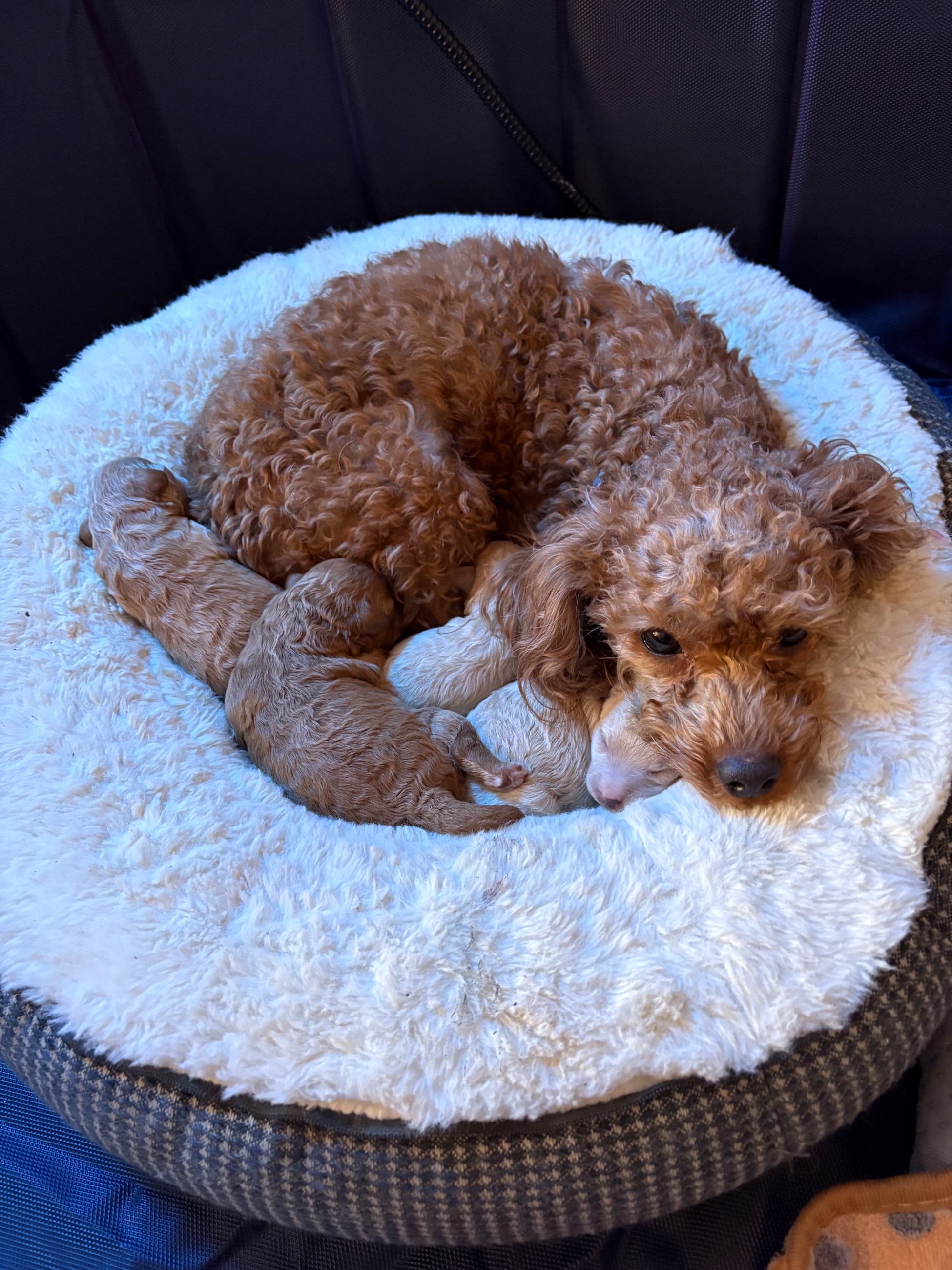 Toy/ mini poodles poodle Maltese Beagle  - 3 - 1764817079442_IMG_6334