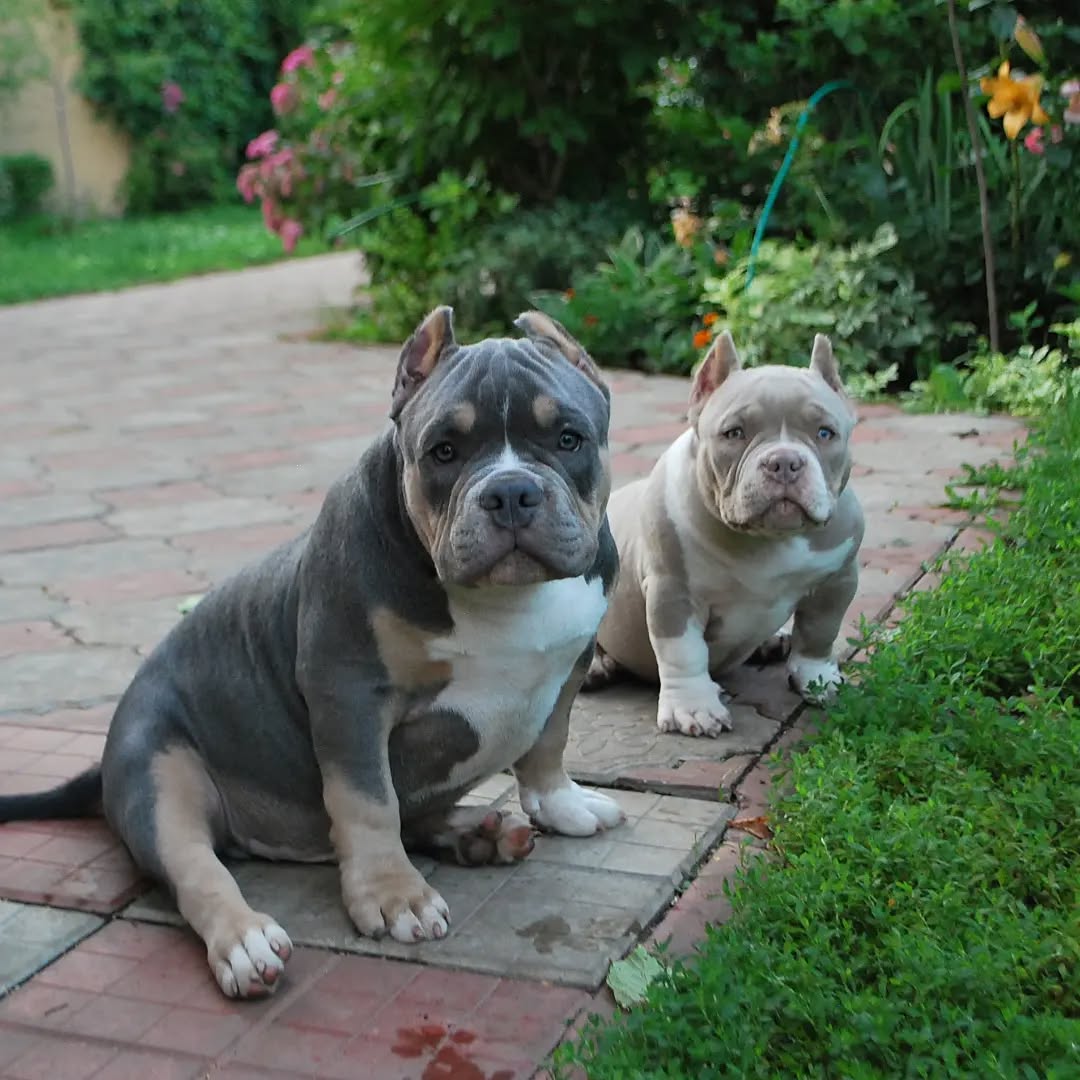 Photo of Top Class American pocket/Classic/XL bully puppies.