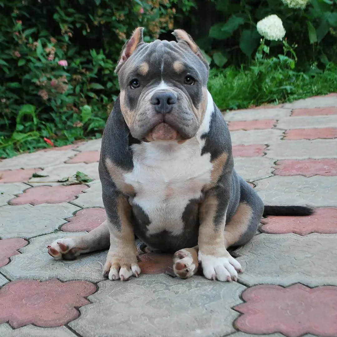 Top Class American pocket/Classic/XL bully puppies. - 2 - 1764803589916_Post 2