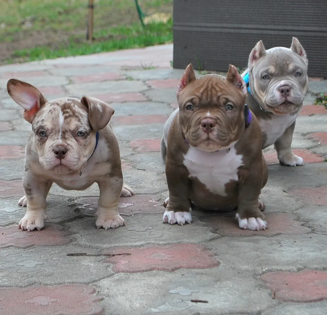 Top Class American pocket/Classic/XL bully puppies. - 4 - 1764803666112_Post 8