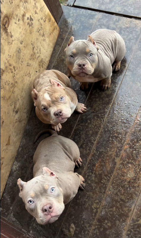 Top Class American pocket/Classic/XL bully puppies. - 6 - 1764803740238_Post 1h