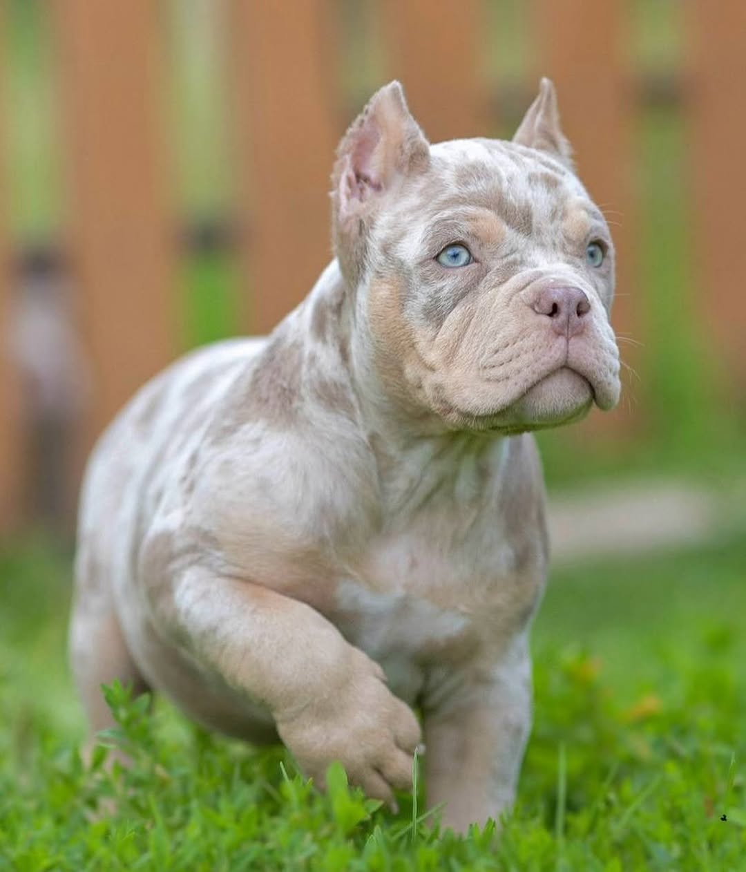 Top Class American pocket/Classic/XL bully puppies. - 7 - 1764803803206_Post 1  (9)