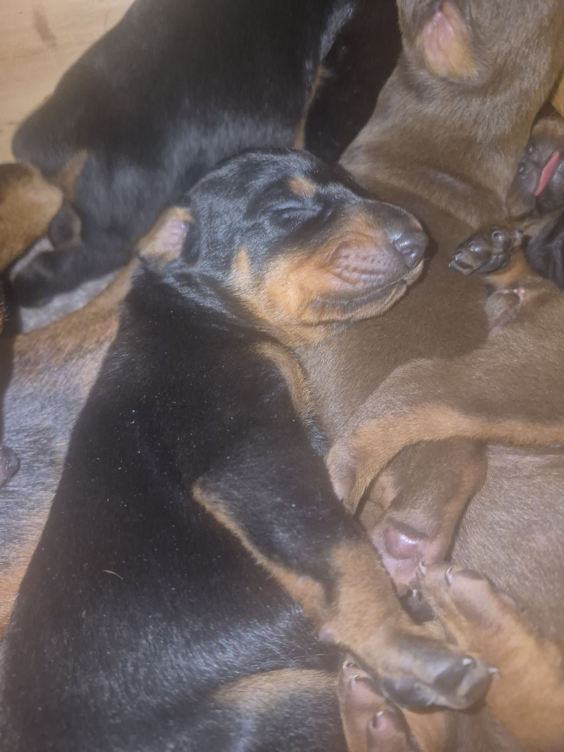 Photo of Doberman pups