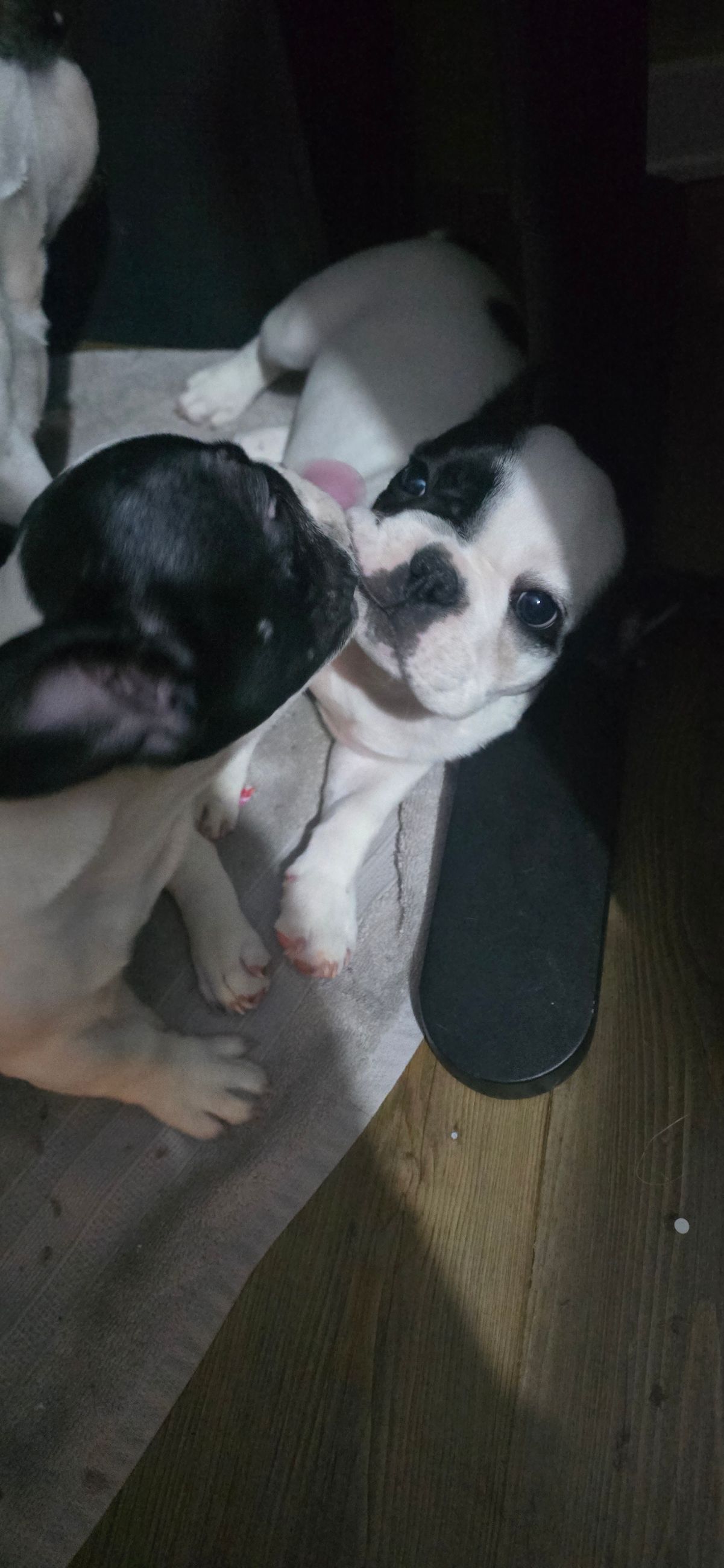 Photo of Puppy's french bull dogs