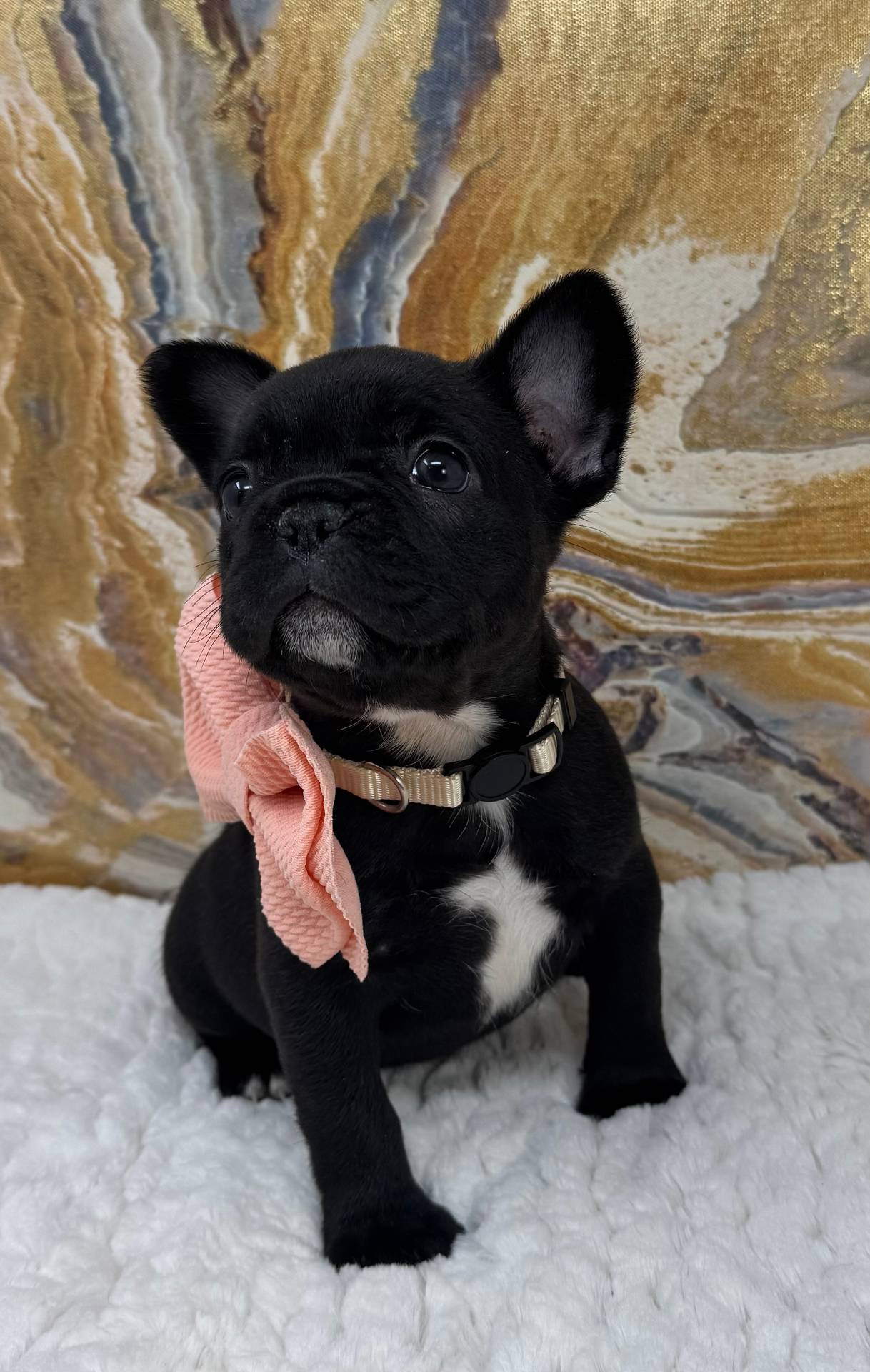 Photo of Healthy French Bulldog pups