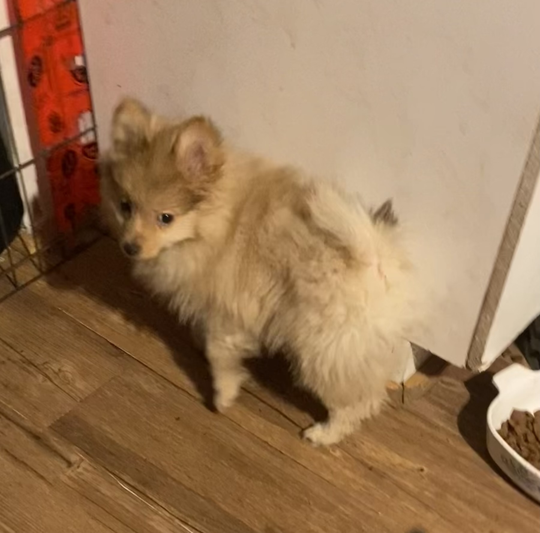 Pomeranian Pups - 2 - 1764980673664_IMG_5079