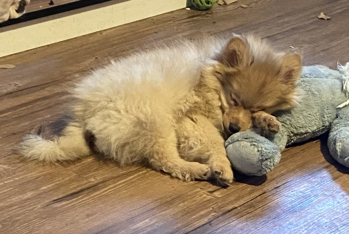 Photo of Pomeranian Pups