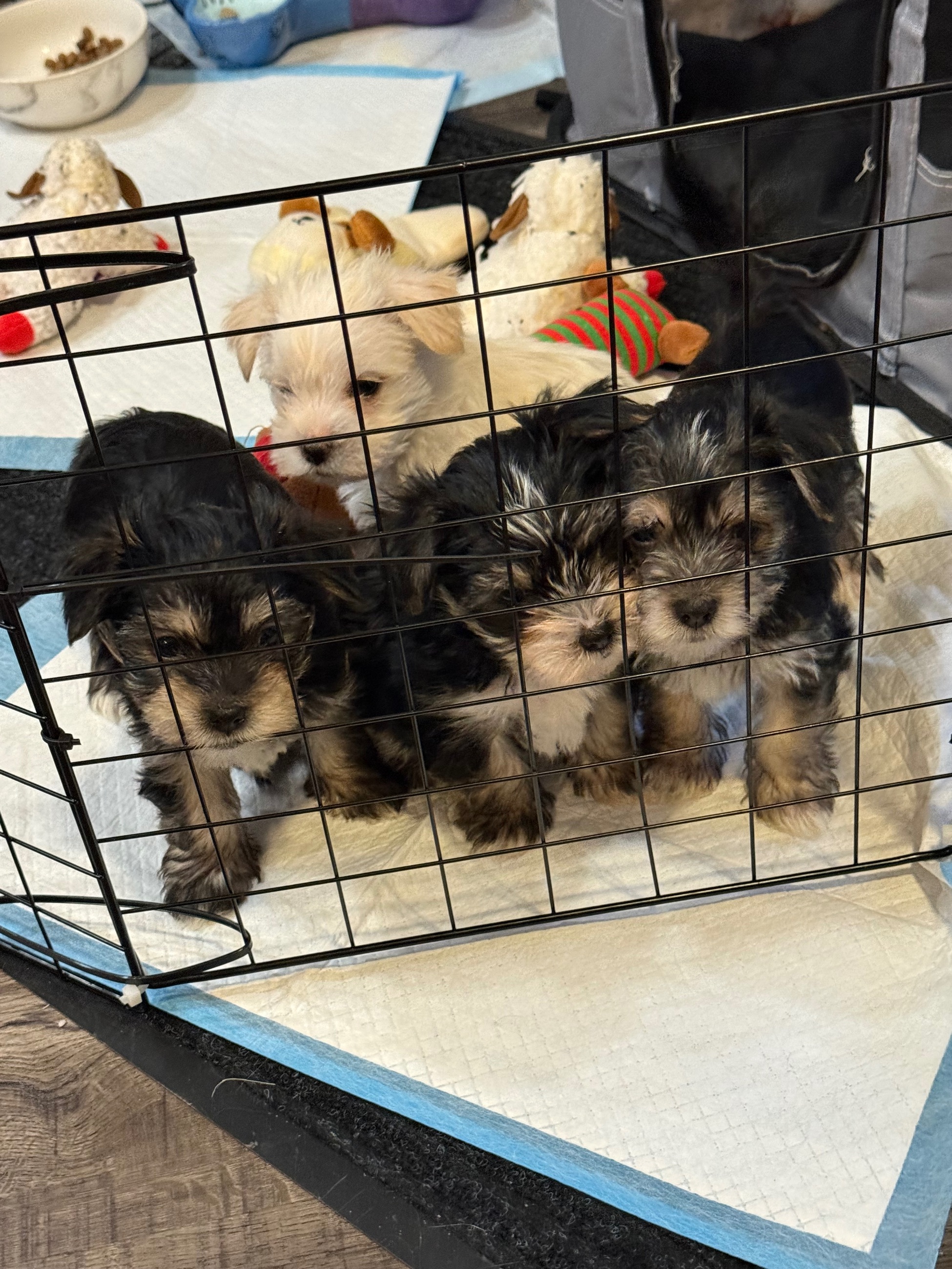 Photo of Yorkies in time for Christmas 