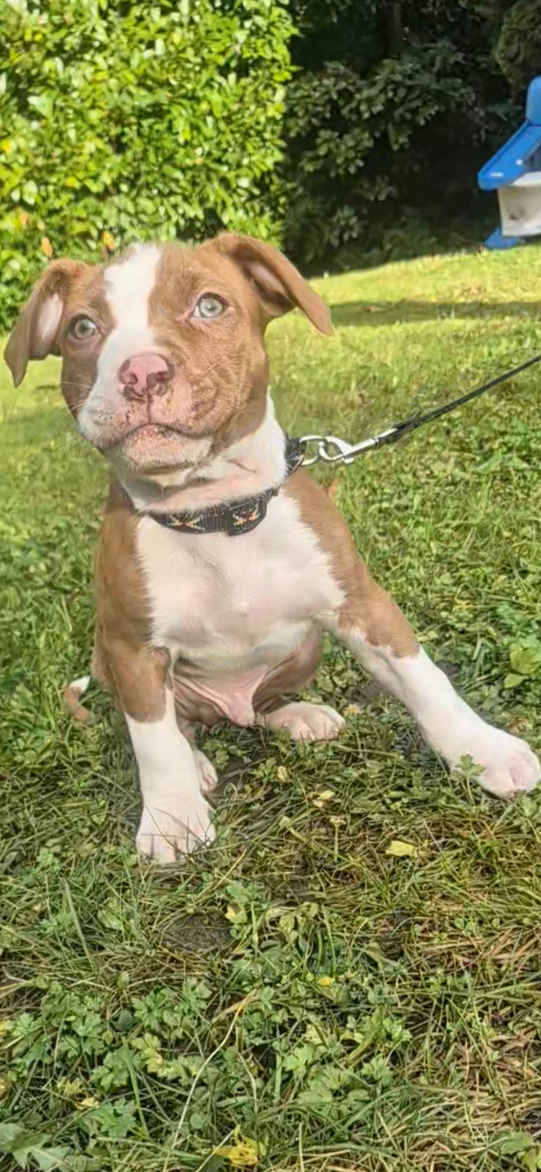 pitbull puppies (hybrid) - 2 - 1765054851645_1000012327