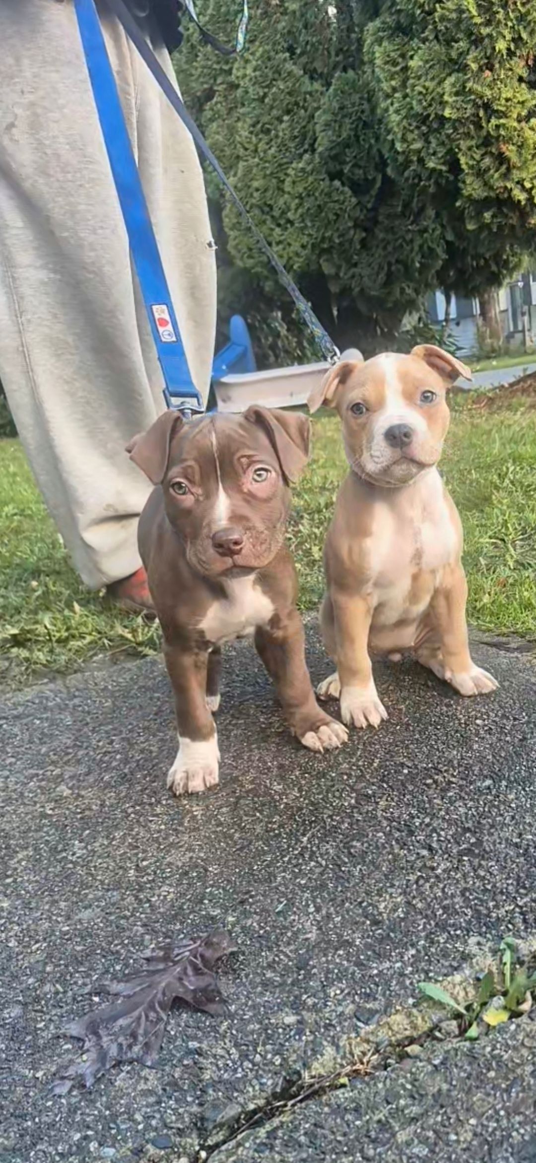 pitbull puppies (hybrid) - 4 - 1765054851660_1000012325