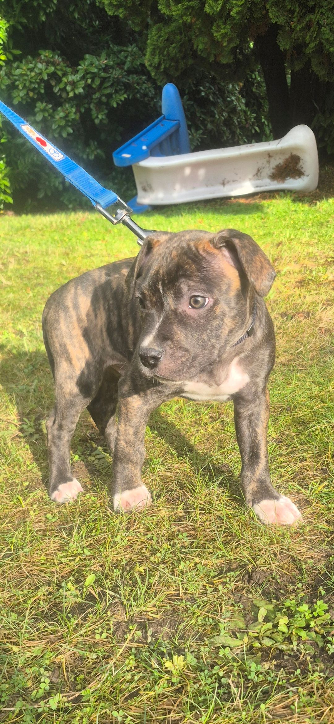 pitbull puppies (hybrid) - 3 - 1765054851687_1000012331