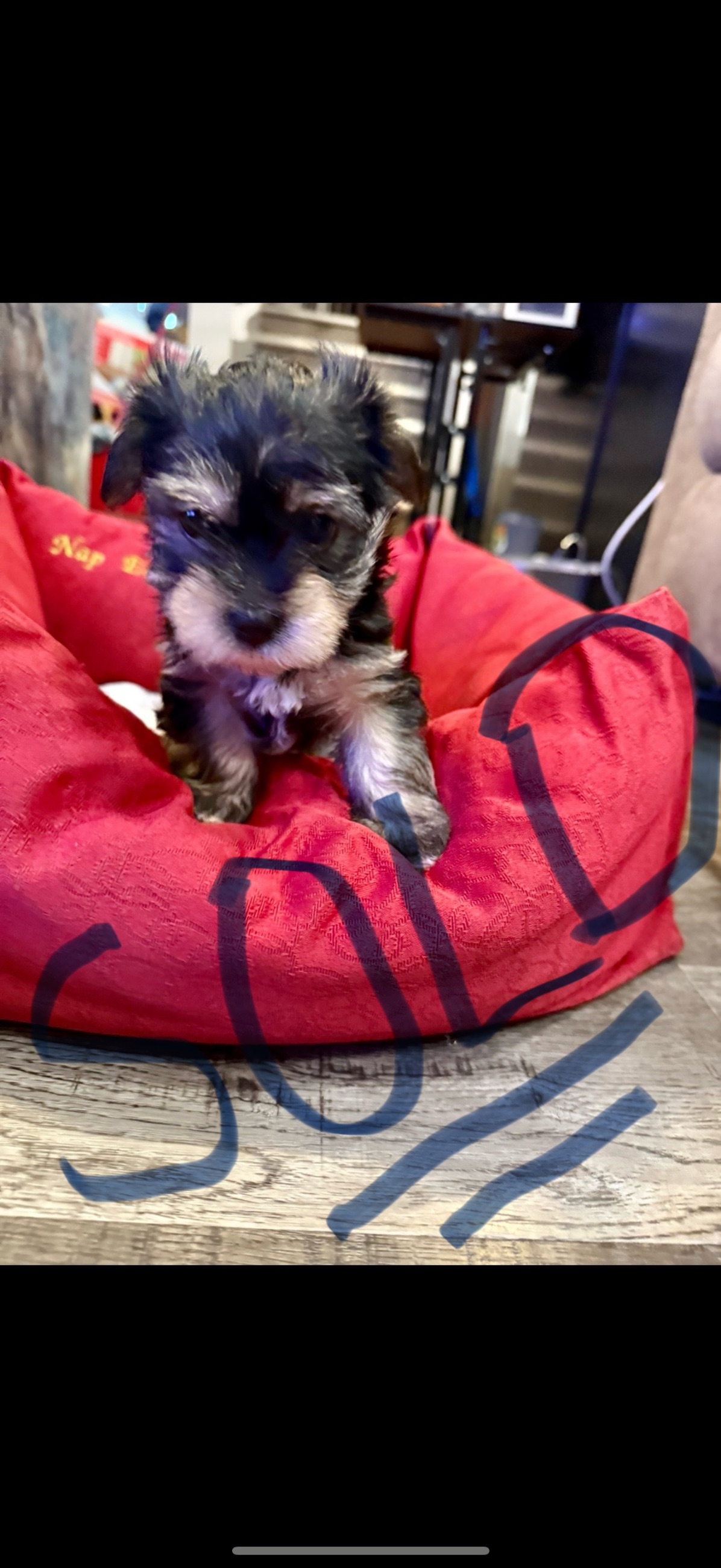 Yorkies in time for Christmas - 3 - 1765055846305_IMG_9626