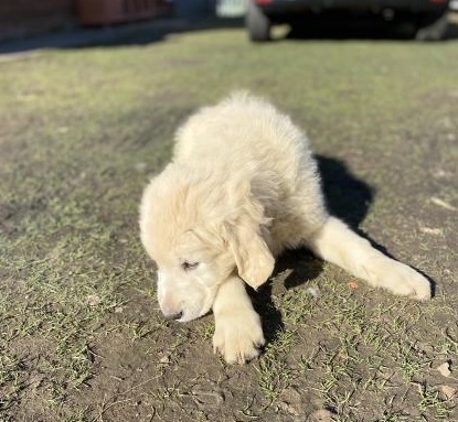 Photo of Male and Female Golden Retriever Puppies Available