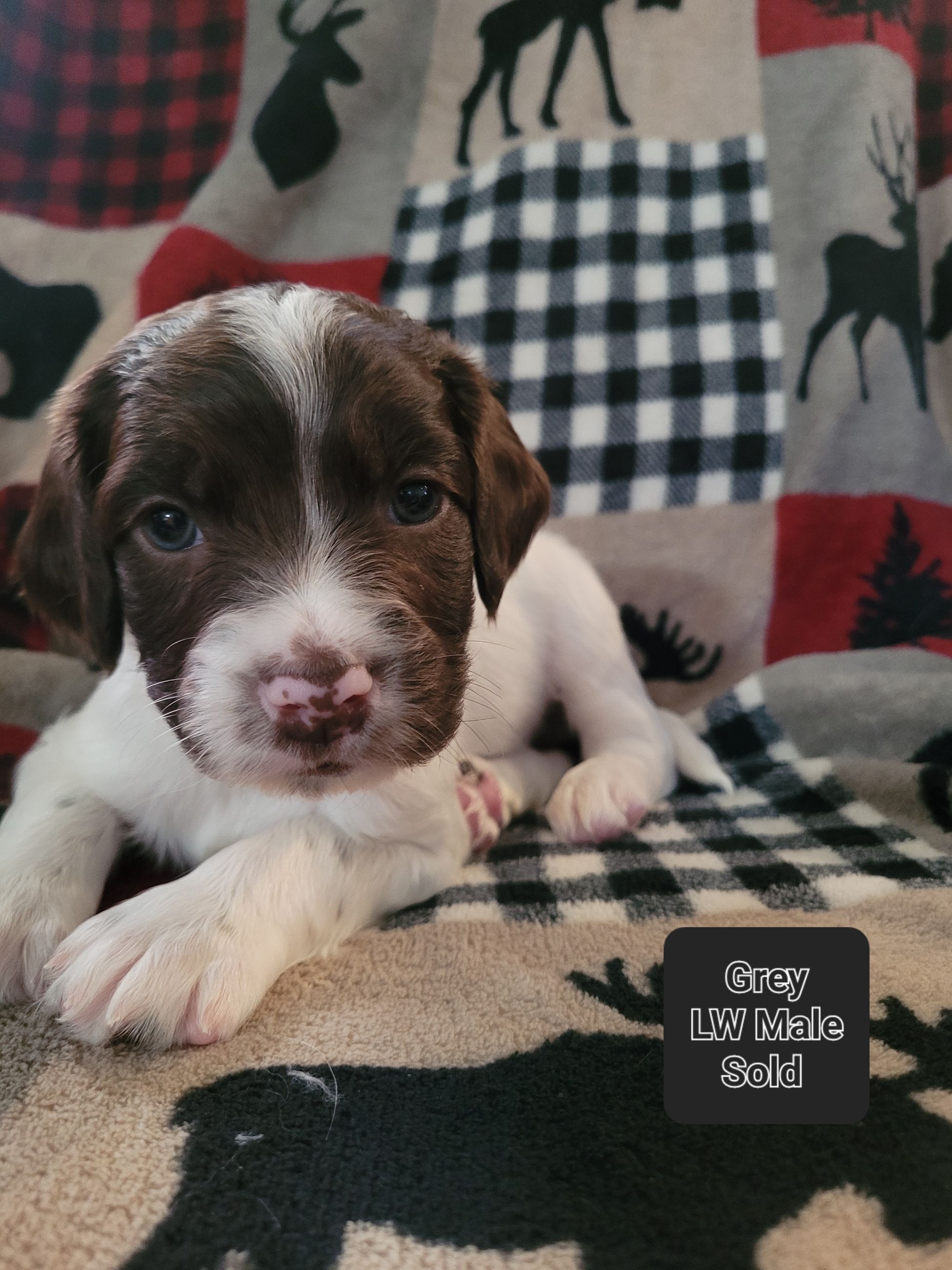 Photo of CKC Registered Springer Spaniels