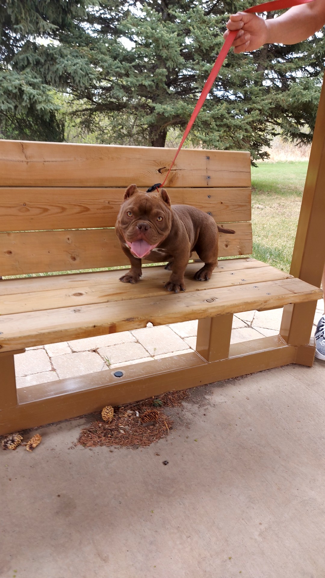 Micro bully - 4 - 1765121098951_Resized_20250511_155536