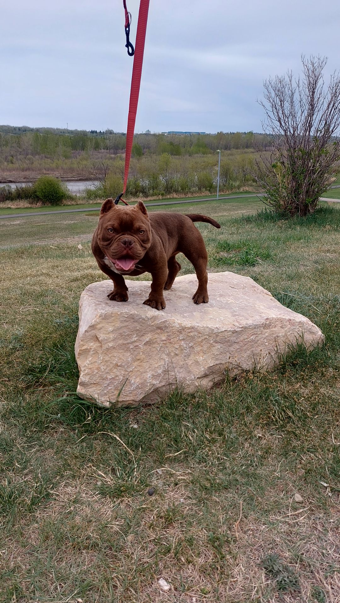 Micro bully - 3 - 1765121101738_Resized_20250511_154442