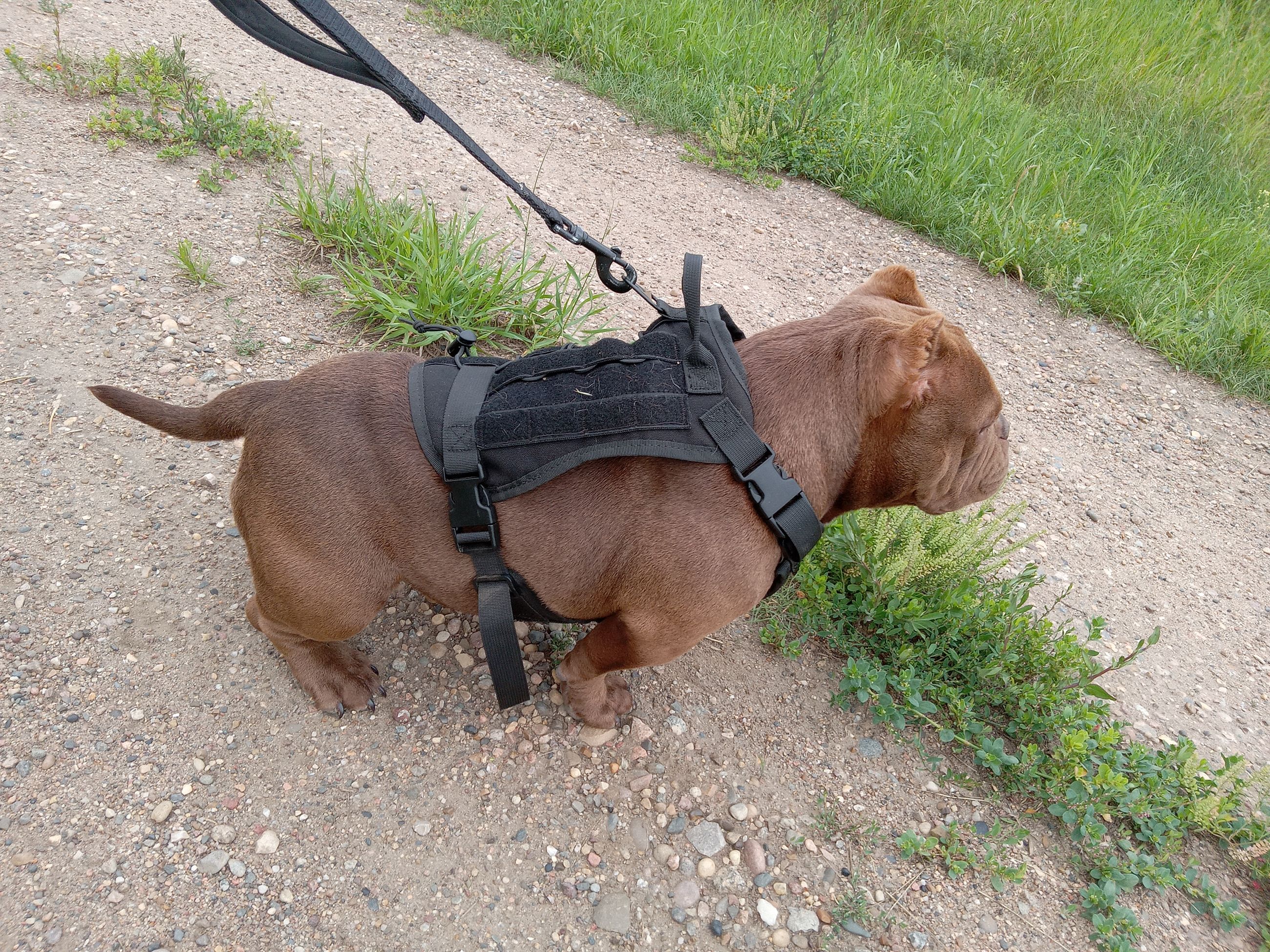 Micro bully - 5 - 1765121102745_20250723_190807