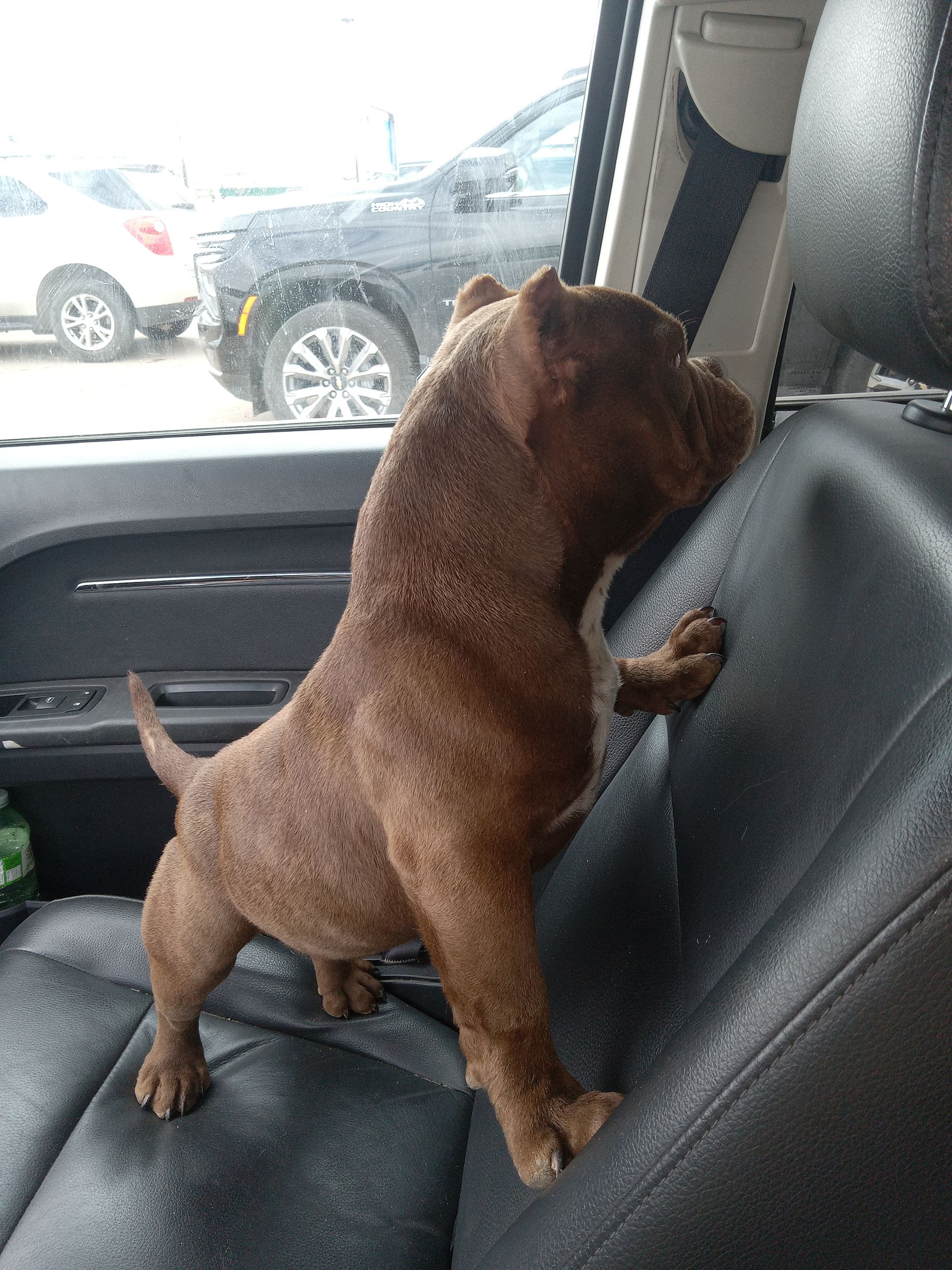 Micro bully - 2 - 1765121106040_20250430_151253