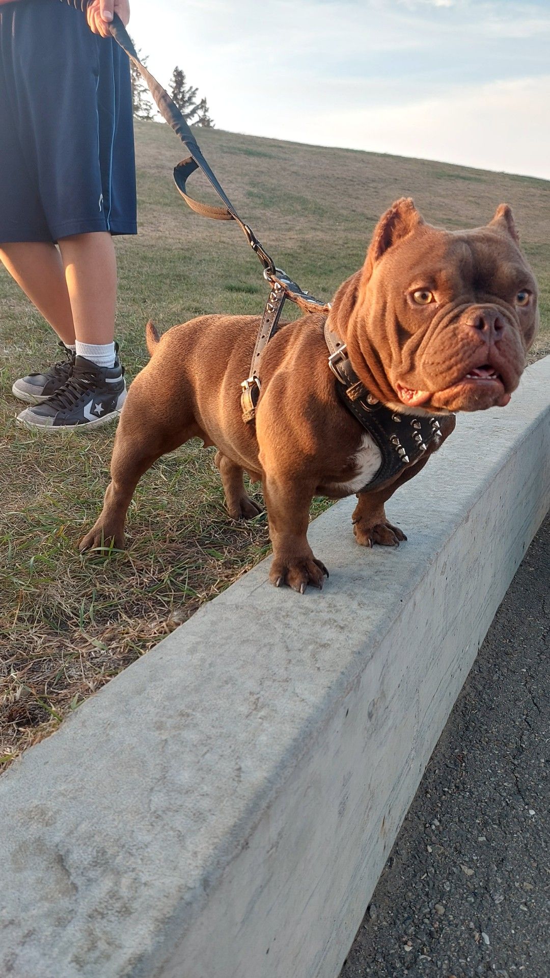 Photo of Micro bully