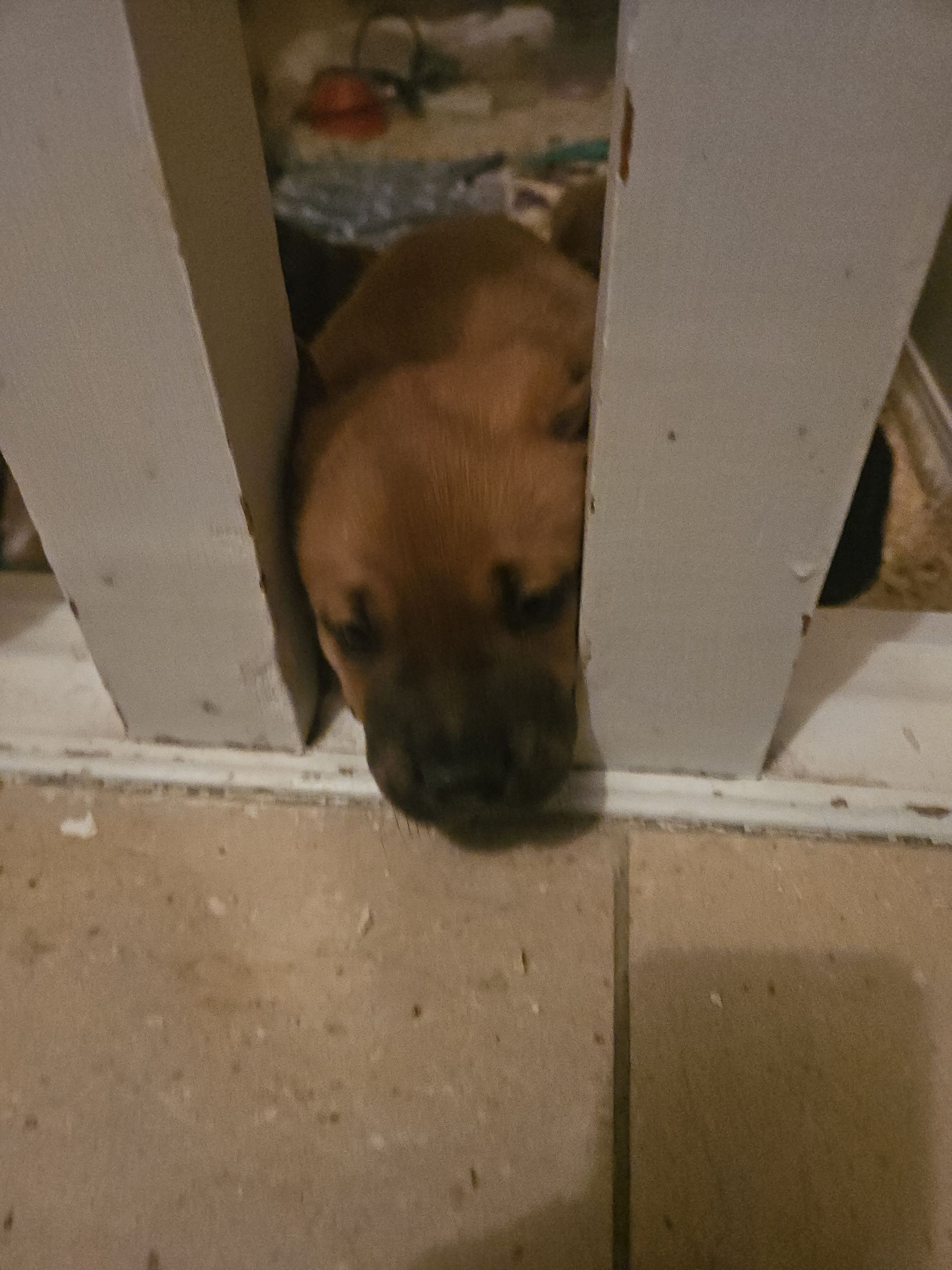 Puppies for sale - 4 - 1765130667749_1000006105