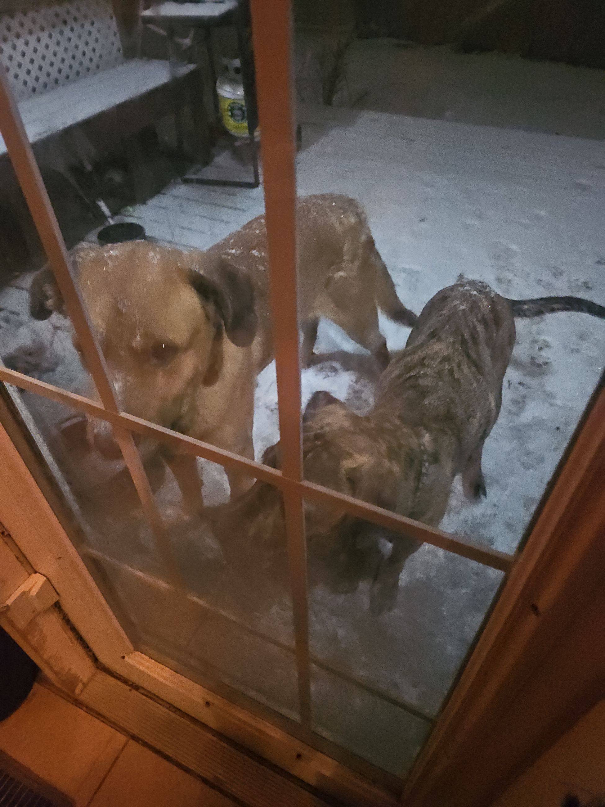 Photo of Puppies for sale