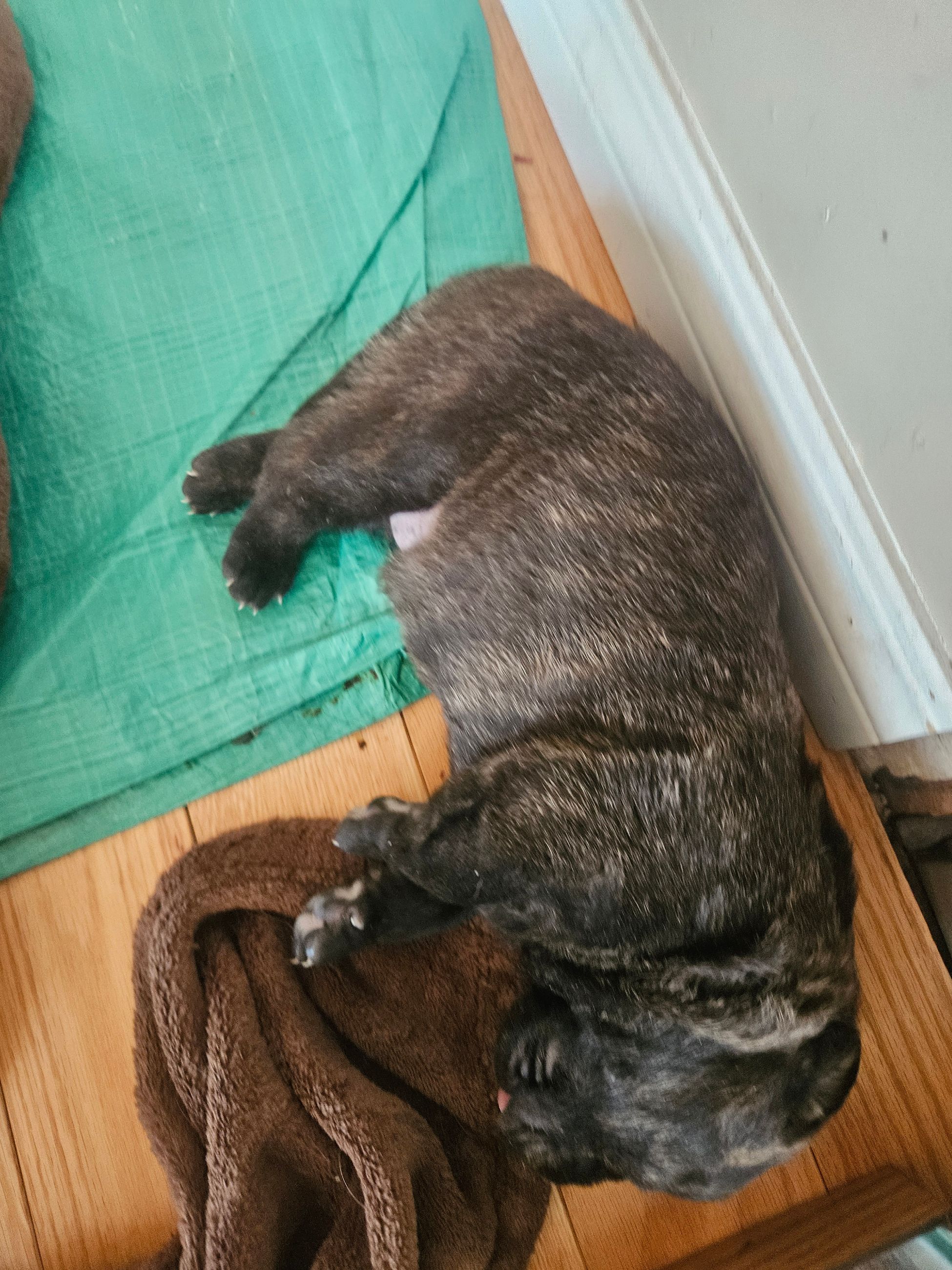 Puppies for sale - 7 - 1765130667806_1000006037