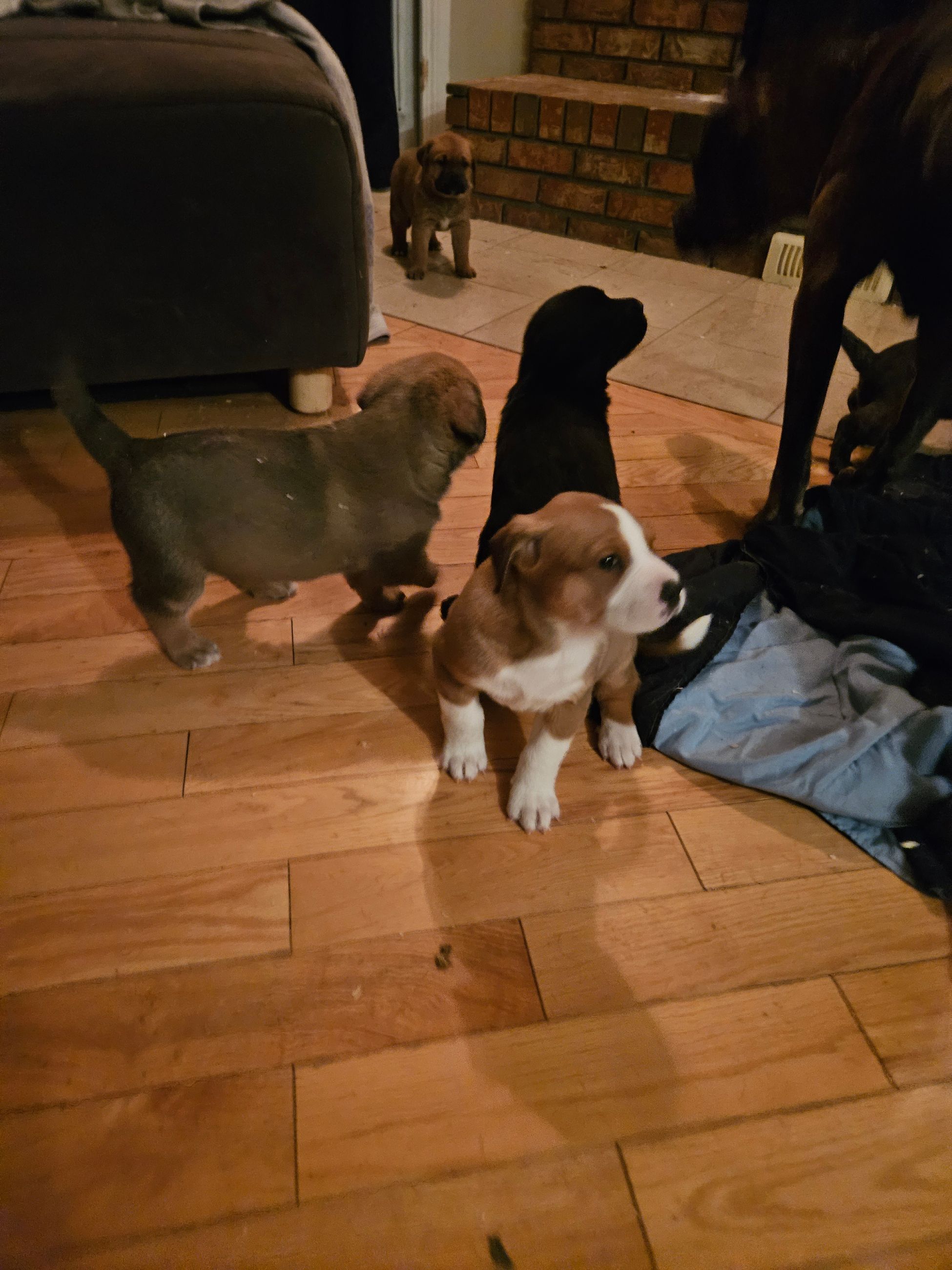 Puppies for sale - 5 - 1765130667849_1000006115