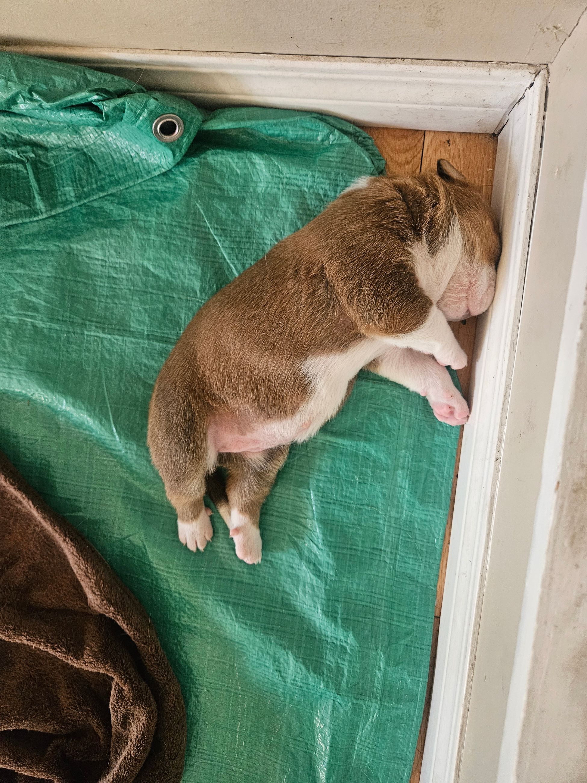 Puppies for sale - 9 - 1765130667850_1000006039