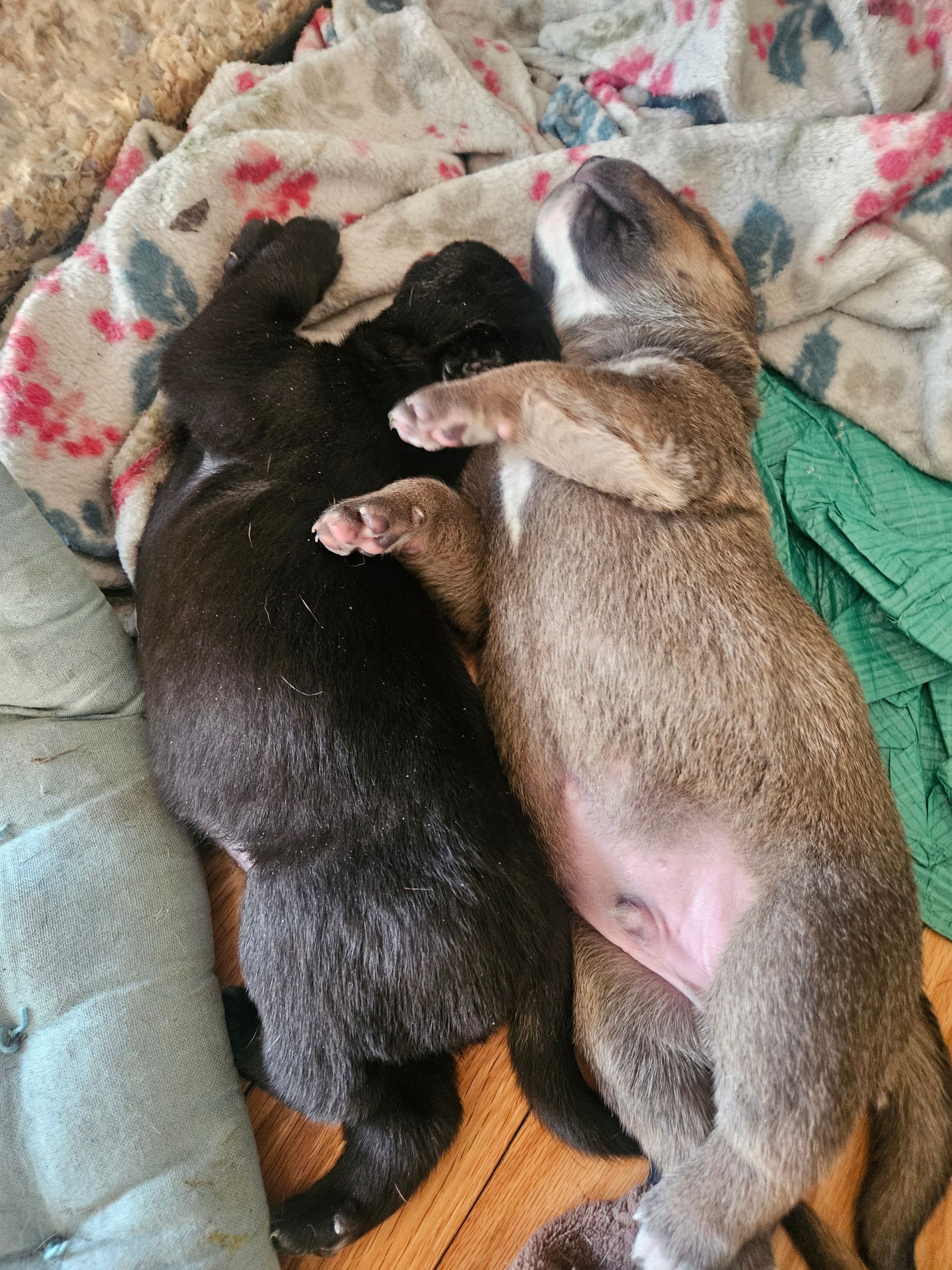 Puppies for sale - 6 - 1765130667888_1000006036