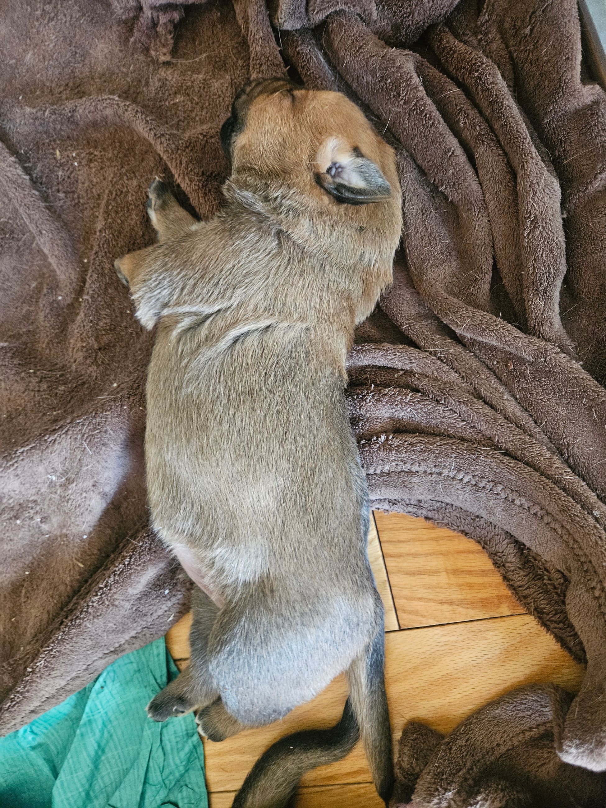 Puppies for sale - 8 - 1765130667921_1000006038