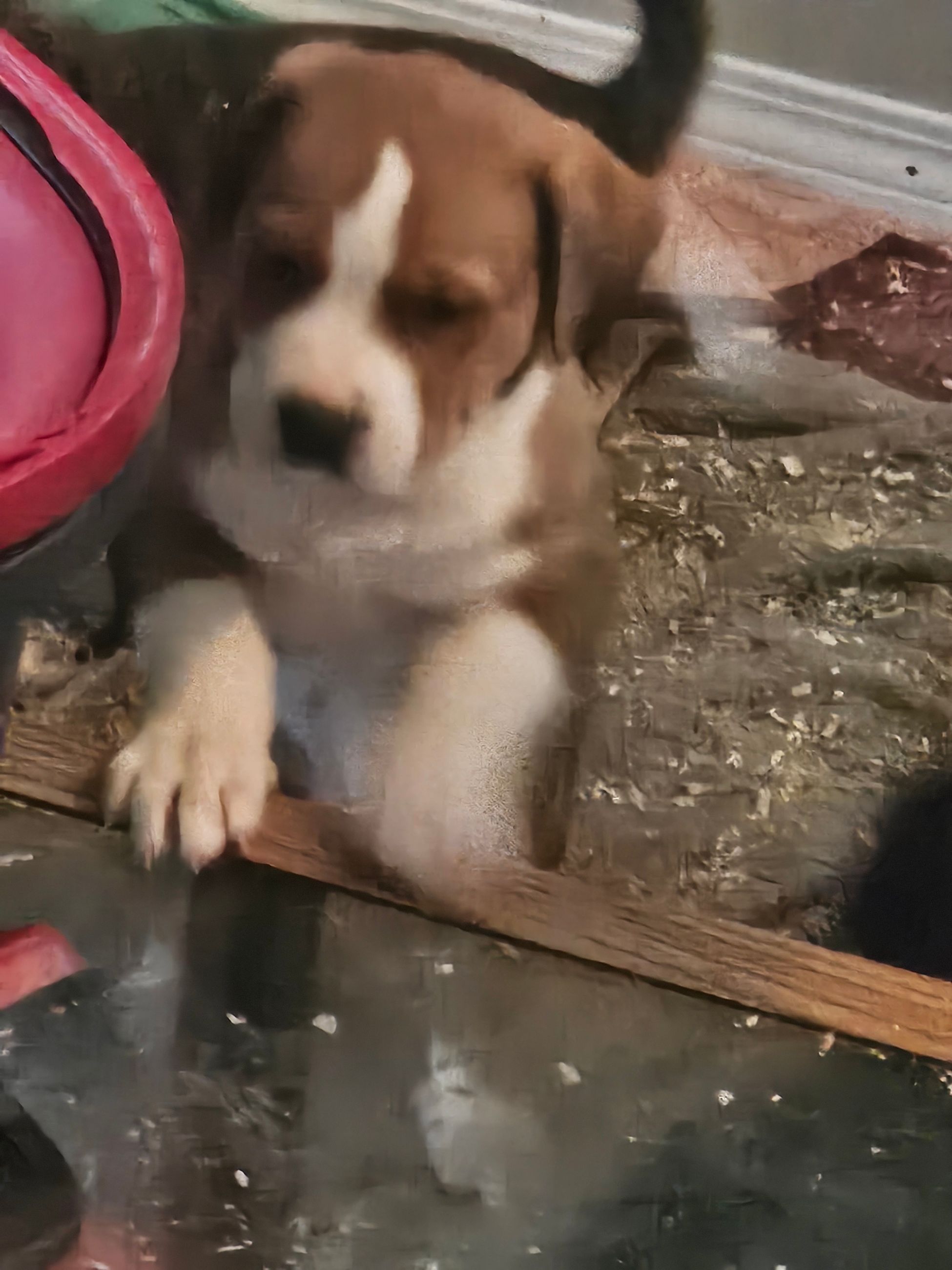 Puppies for sale - 10 - 1765138147254_1000006134