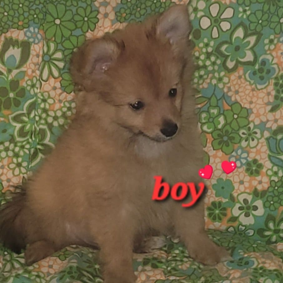 Photo of Pomeranian Puppies Male and Female Born October 8 2025